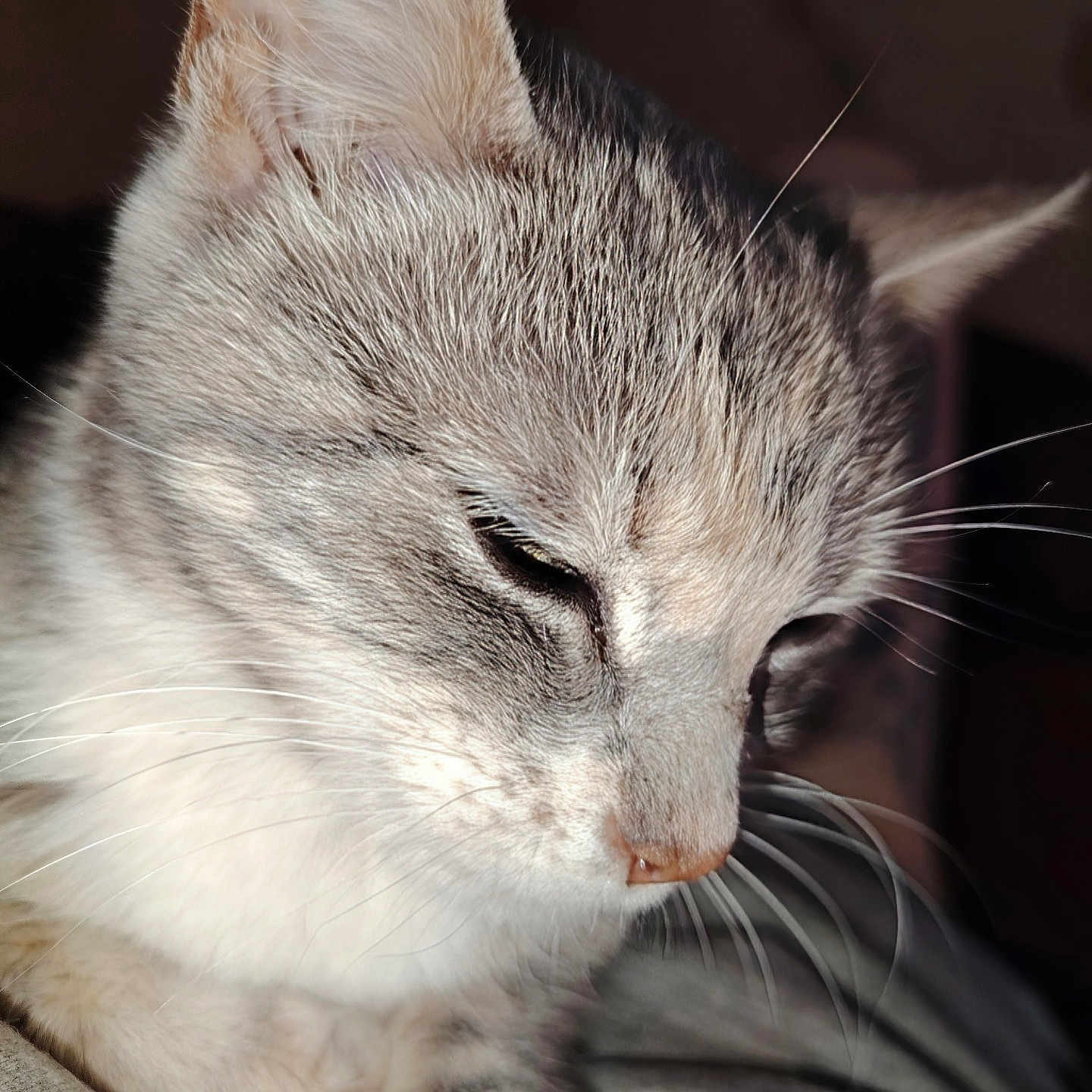 Saphiria a rejoint le concours — aidez-le/la à gagner de superbes lots ! animal, cat, close_up, cute, domestic_cat, ears, face, feline, gray_cat, indoor, nose, paw, pet, portrait, quiet, resting, sleepy, soft_fur, whiskers, white_fur