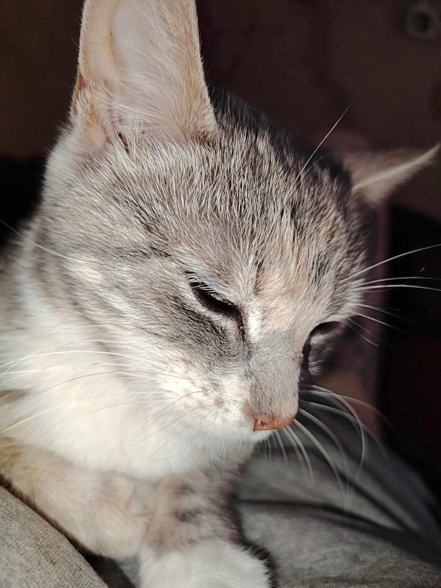 Saphiria a rejoint le concours — aidez-le/la à gagner de superbes lots ! cat, close_up, gray_cat, white_fur, whiskers, pet, animal, feline, sleepy, soft_fur, cute, domestic_cat, face, ears, nose, paw, indoor, quiet, resting, portrait