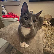 Effie joined the competition — help win amazing prizes! cat, gray_cat, white_paws, towel, bathroom, toilet, cleaning_spray, window, countertop, curious, pet, indoor, whiskers, relaxed, animal, fur, face, ears, tongue, household