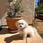 Chanel is registered to the contest to win money with this photo: dog, white_dog, small_dog, pet, outdoor, flower_pot, white_roses, terracotta_pot, sunlight, shadow, garden, sidewalk, fence, greenery, collar, cute, fluffy, animal, nature, daylight