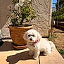 dog, white_dog, small_dog, pet, outdoor, flower_pot, white_roses, terracotta_pot, sunlight, shadow, garden, sidewalk, fence, greenery, collar, cute, fluffy, animal, nature, daylight