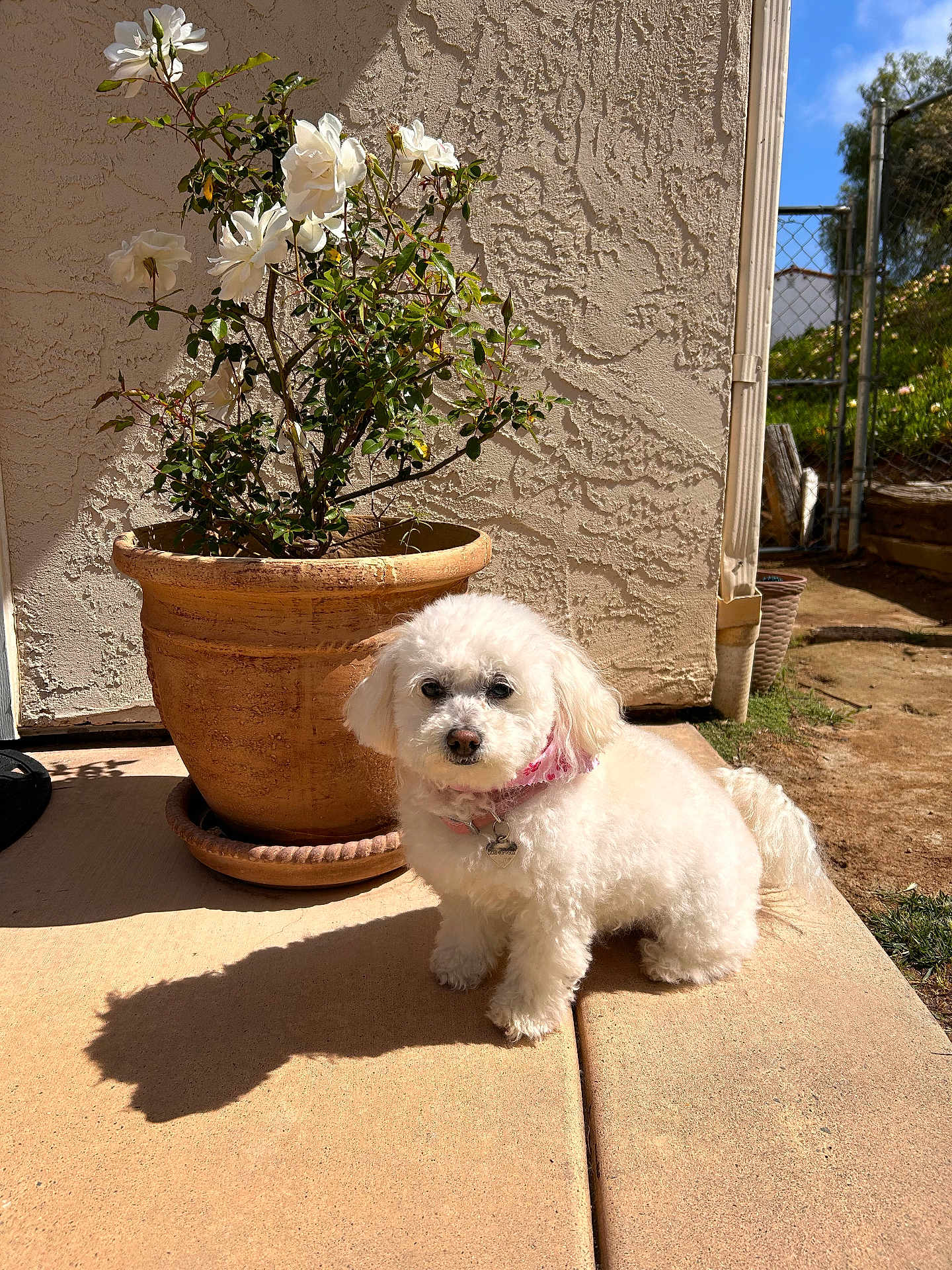 Chanel is registered to the contest to win money with this photo: dog, white_dog, small_dog, pet, outdoor, flower_pot, white_roses, terracotta_pot, sunlight, shadow, garden, sidewalk, fence, greenery, collar, cute, fluffy, animal, nature, daylight