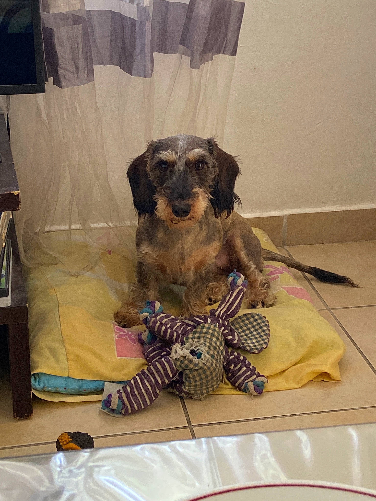 News participe au concours pour gagner de l'argent avec cette photo : art, bag, canidae, carnivore, chair, comfort, companion_dog, dog, dog_breed, dog_supply, fawn, flooring, fur, linens, luggage_and_bags, snout, sporting_group, toy, toy_dog, working_animal