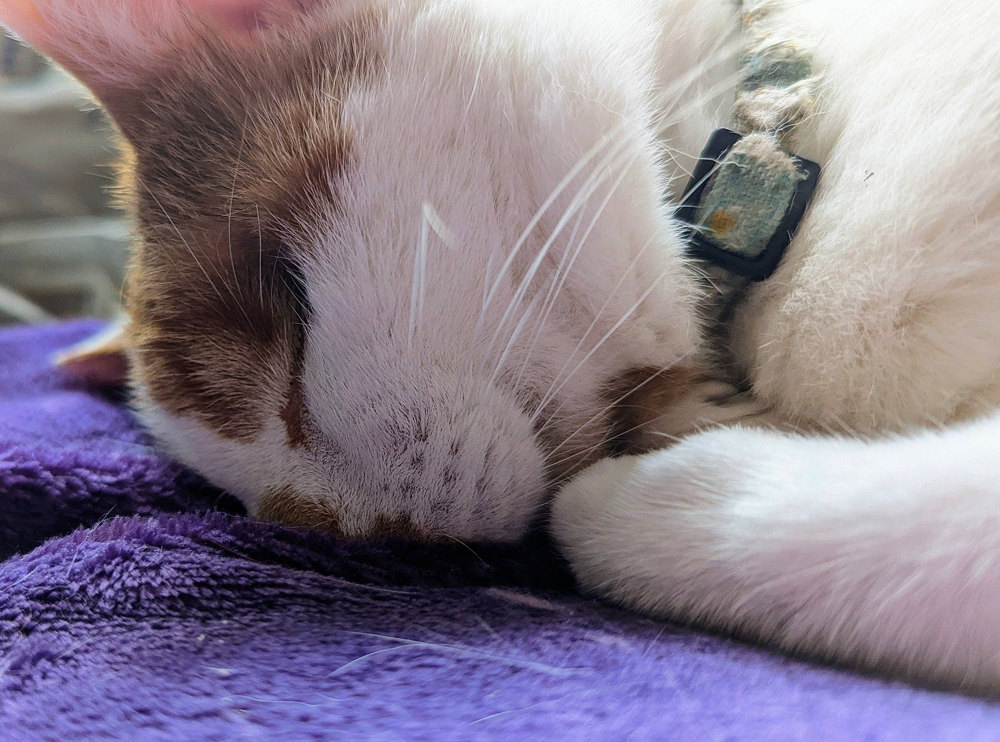 Jimmy is registered to the contest to win money with this photo: balinese, carnivore, cat, cat_bed, cat_supply, claw, close_up, comfort, domestic_short_haired_cat, fawn, felidae, fur, nap, paw, sleep, small_to_medium_sized_cats, snout, tail, thai, whiskers