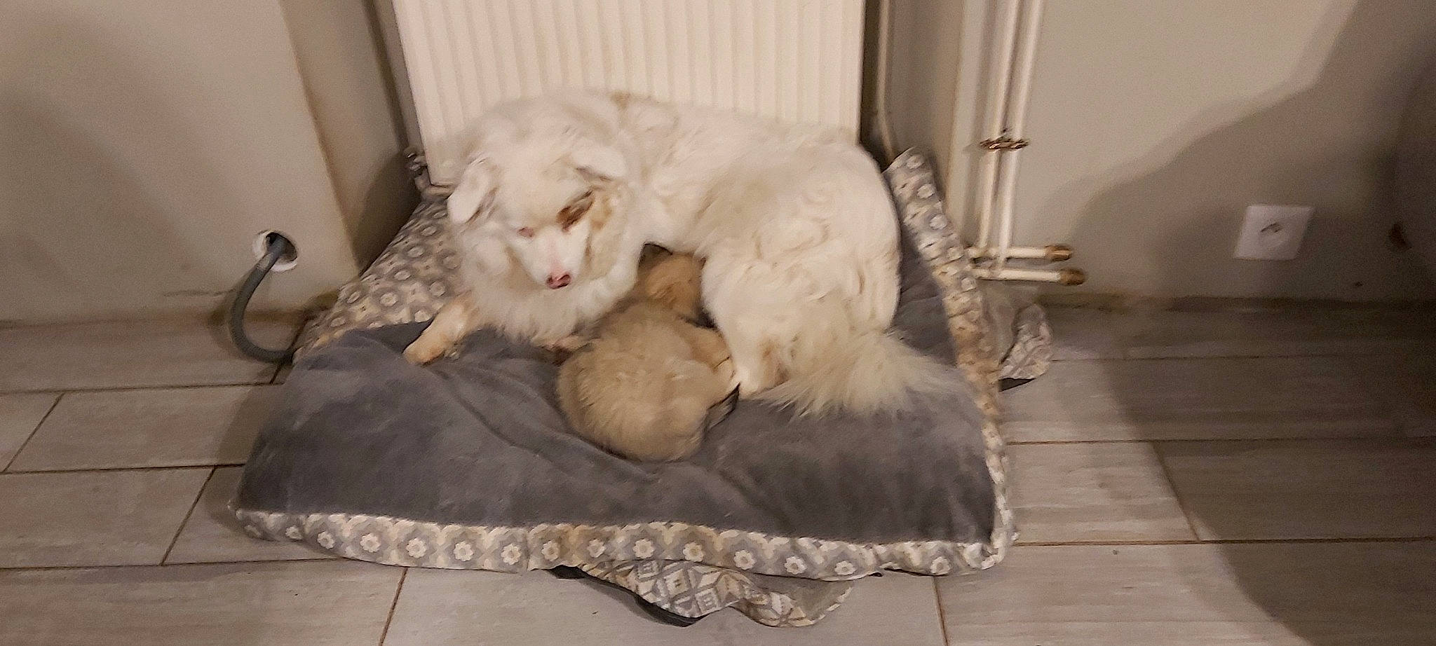 Lexy participe au concours pour gagner de l'argent avec cette photo : canidae, carnivore, cat, comfort, companion_dog, dog_breed, fawn, felidae, floor, flooring, fur, hardwood, nap, paw, small_to_medium_sized_cats, snout, sporting_group, tail, terrestrial_animal, whiskers