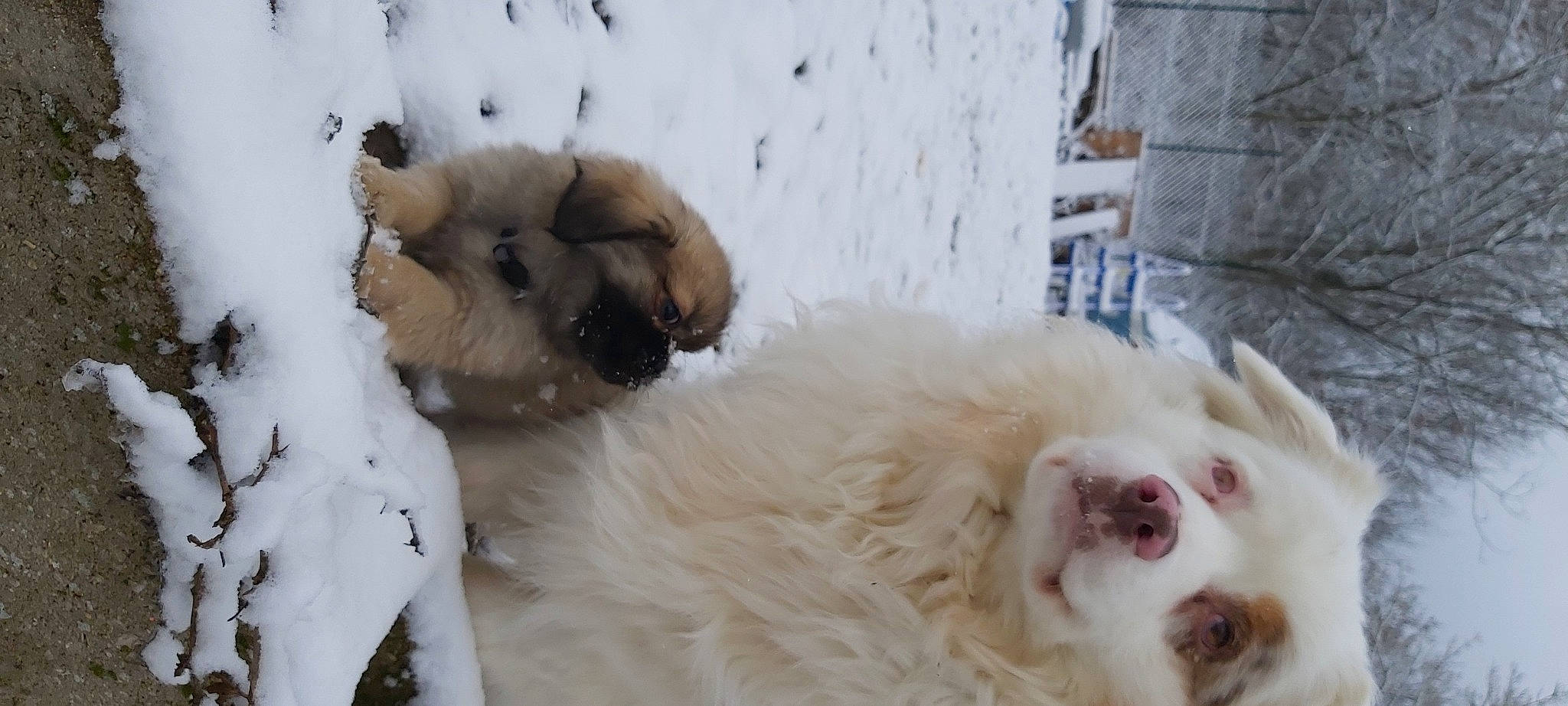 Lexy participe au concours pour gagner de l'argent avec cette photo : canidae, carnivore, companion_dog, dog, dog_breed, fang, fawn, feather, felidae, freezing, fur, paw, small_to_medium_sized_cats, snout, snow, sporting_group, tail, whiskers, wildlife, winter