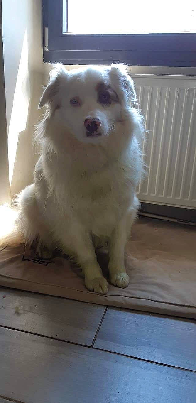 Lexy a rejoint le concours — aidez-le/la à gagner de superbes lots ! canidae, carnivore, companion_dog, dog, dog_breed, fawn, flooring, fur, german_spitz, indian_spitz, non_sporting_group, paw, snout, sporting_group, terrestrial_animal, volpino_italiano, whiskers, wood, working_animal, working_dog