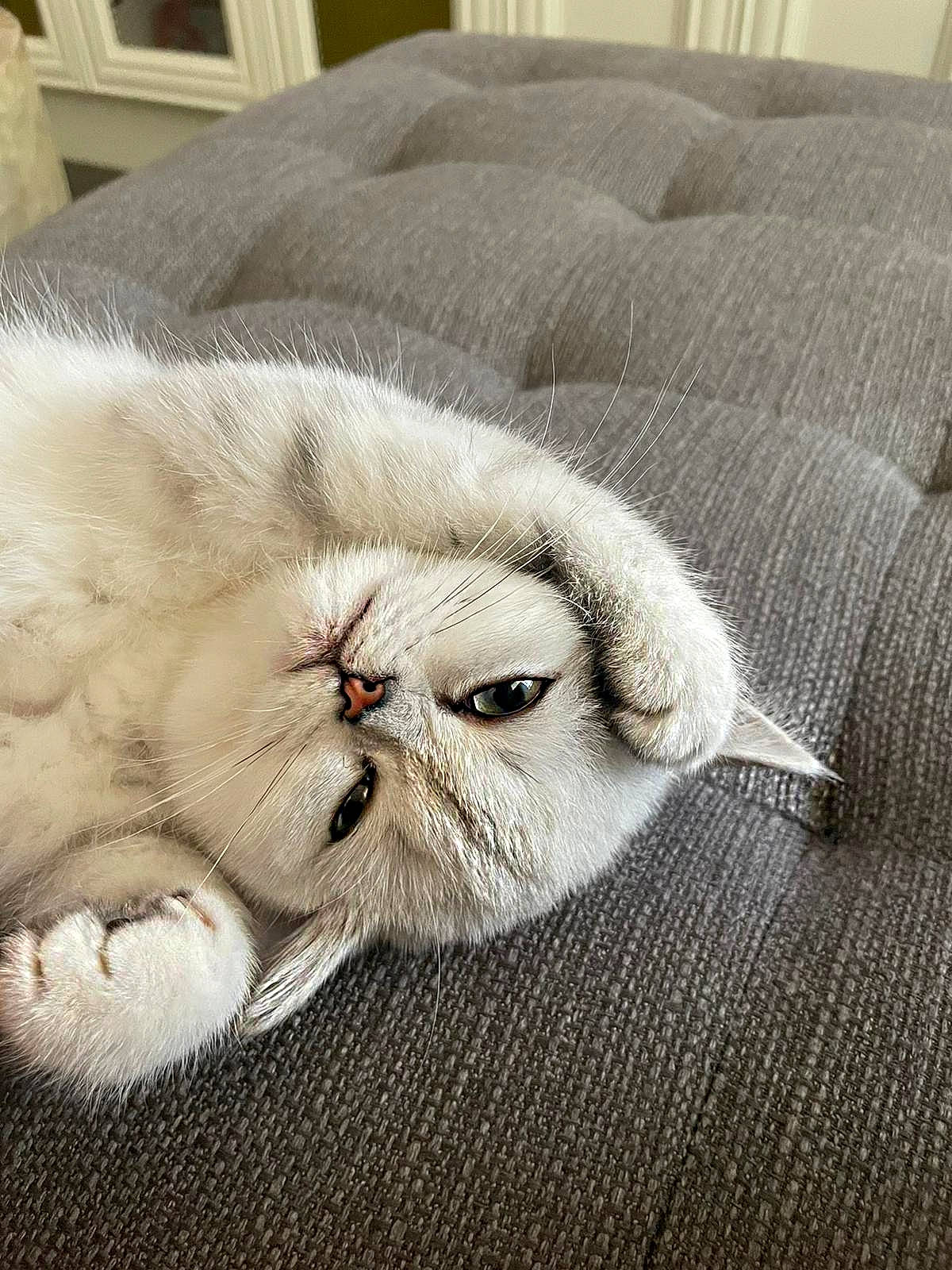 Beatrice is registered to the contest to win money with this photo: carnivore, cat, claw, comfort, couch, domestic_short_haired_cat, eye, fawn, felidae, fur, grey, gunny_sack, linens, nap, paw, small_to_medium_sized_cats, snout, terrestrial_animal, whiskers, wrinkle