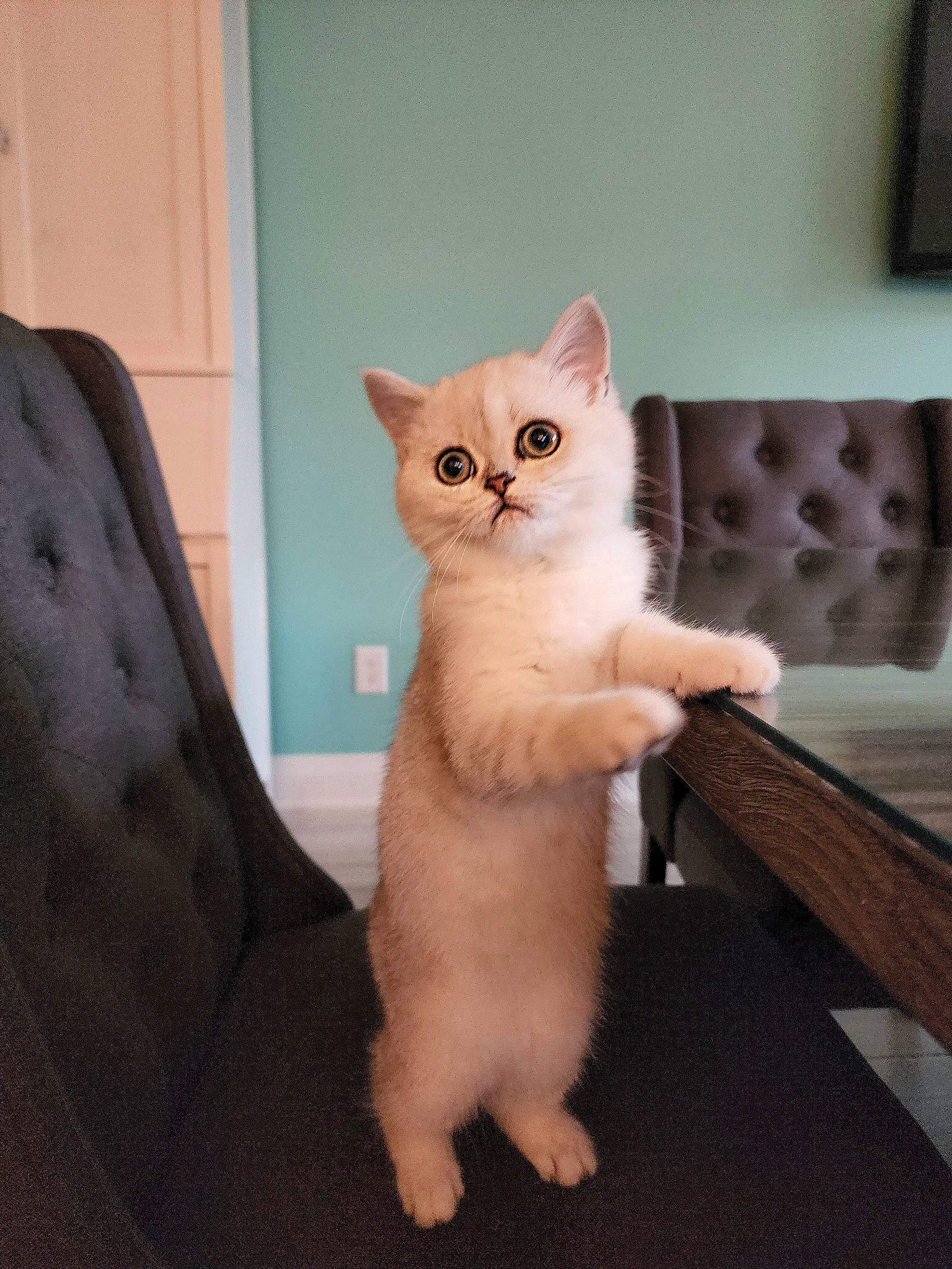 Beatrice is registered to the contest to win money with this photo: carnivore, cat, claw, comfort, domestic_short_haired_cat, eye, fawn, felidae, fur, hardwood, head, iris, paw, sitting, small_to_medium_sized_cats, snout, tail, whiskers, window, wood