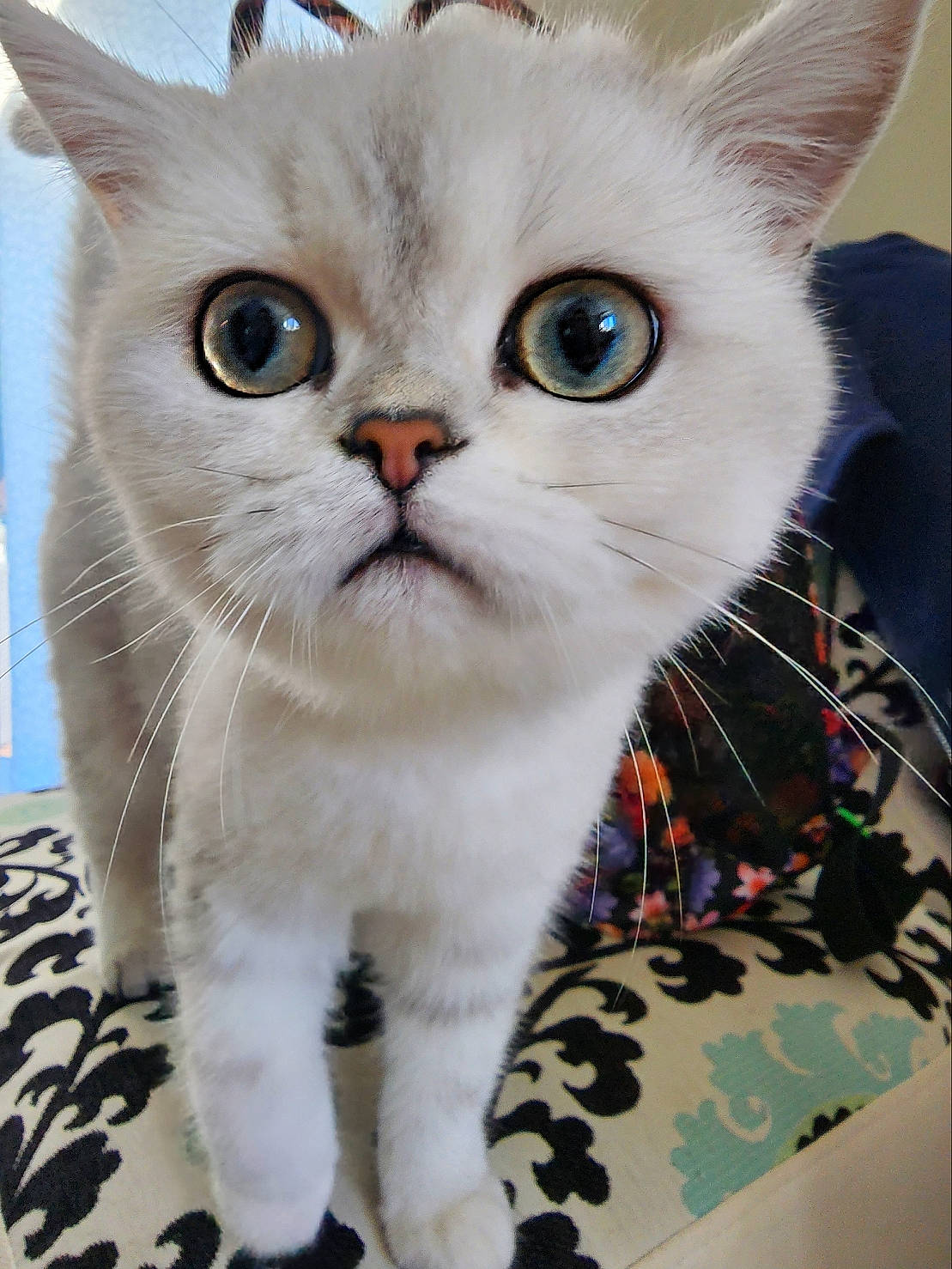 Beatrice is registered to the contest to win money with this photo: carnivore, cat, domestic_short_haired_cat, fawn, felidae, fur, paw, pet_supply, photo_caption, small_to_medium_sized_cats, snout, tail, whiskers