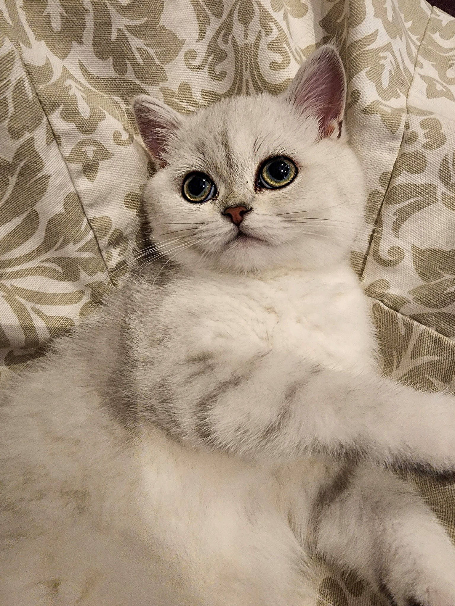 Beatrice joined the competition — help win amazing prizes! carnivore, cat, claw, comfort, domestic_short_haired_cat, eye, felidae, fur, head, iris, paw, small_to_medium_sized_cats, snout, tail, terrestrial_animal, whiskers