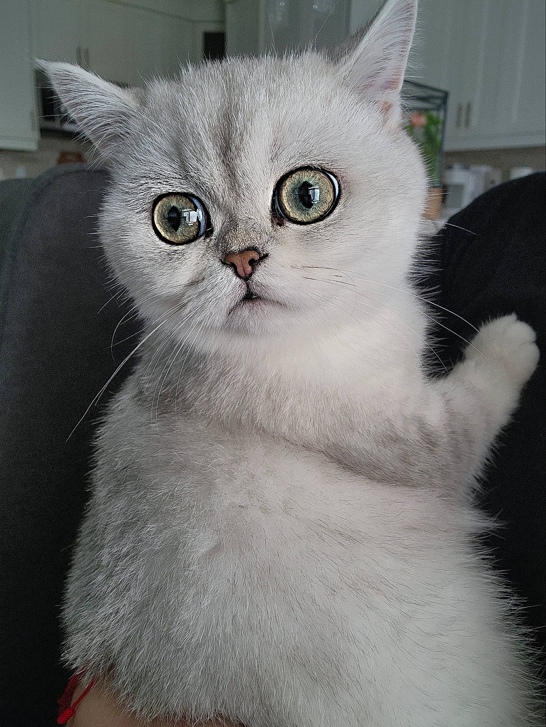 Beatrice is registered to the contest to win money with this photo: carnivore, cat, domestic_short_haired_cat, felidae, fur, paw, small_to_medium_sized_cats, snout, tail, terrestrial_animal, whiskers, window