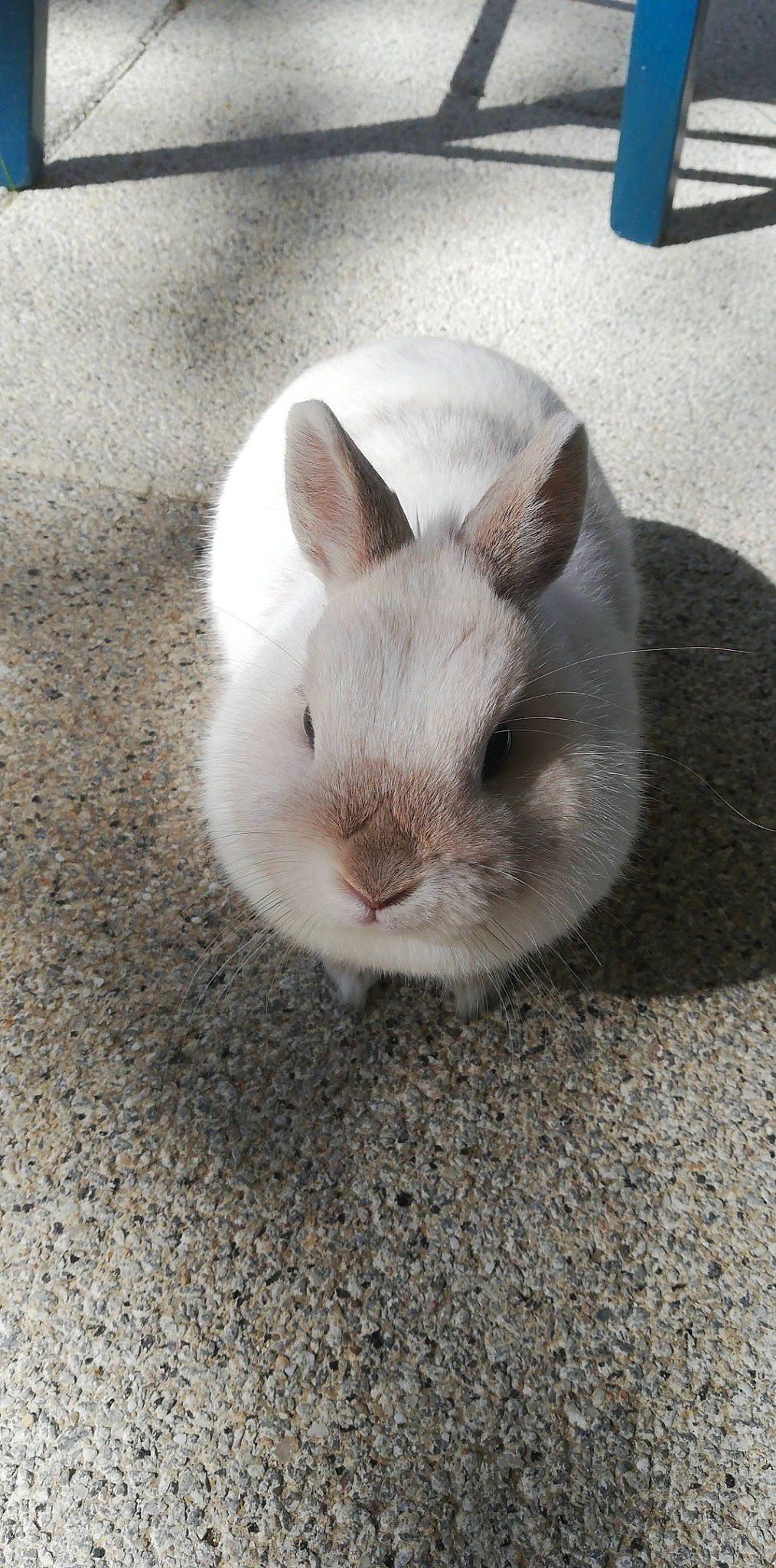 Plume participe au concours pour gagner de l'argent avec cette photo : chinchilla, domestic_rabbit, ear, fawn, hare, rabbit, rabbits_and_hares, skin, snout, whiskers