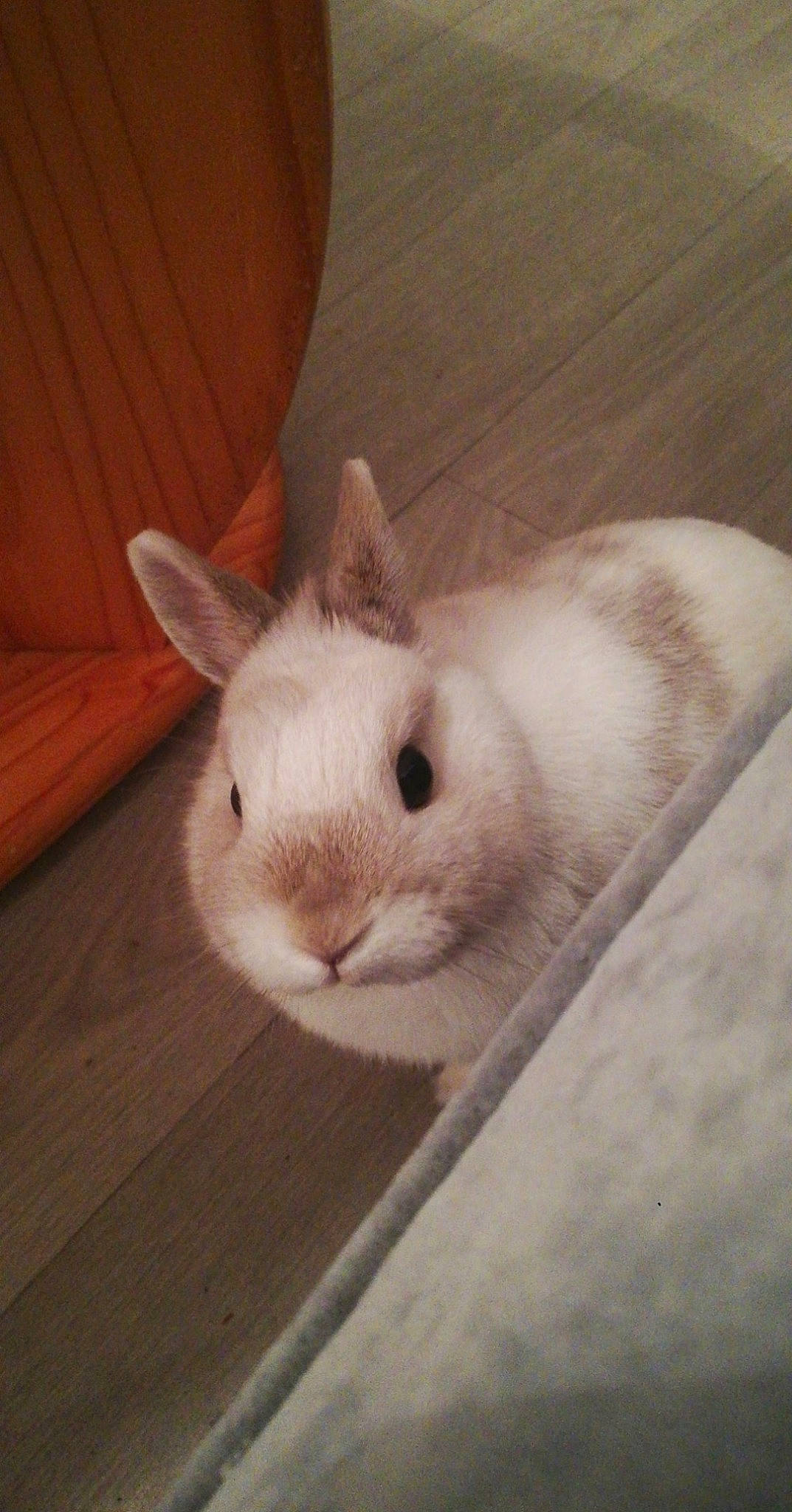 Plume participe au concours pour gagner de l'argent avec cette photo : domestic_rabbit, ear, fawn, hare, mammal, nose, rabbit, rabbits_and_hares, skin, snout, vertebrate, whiskers