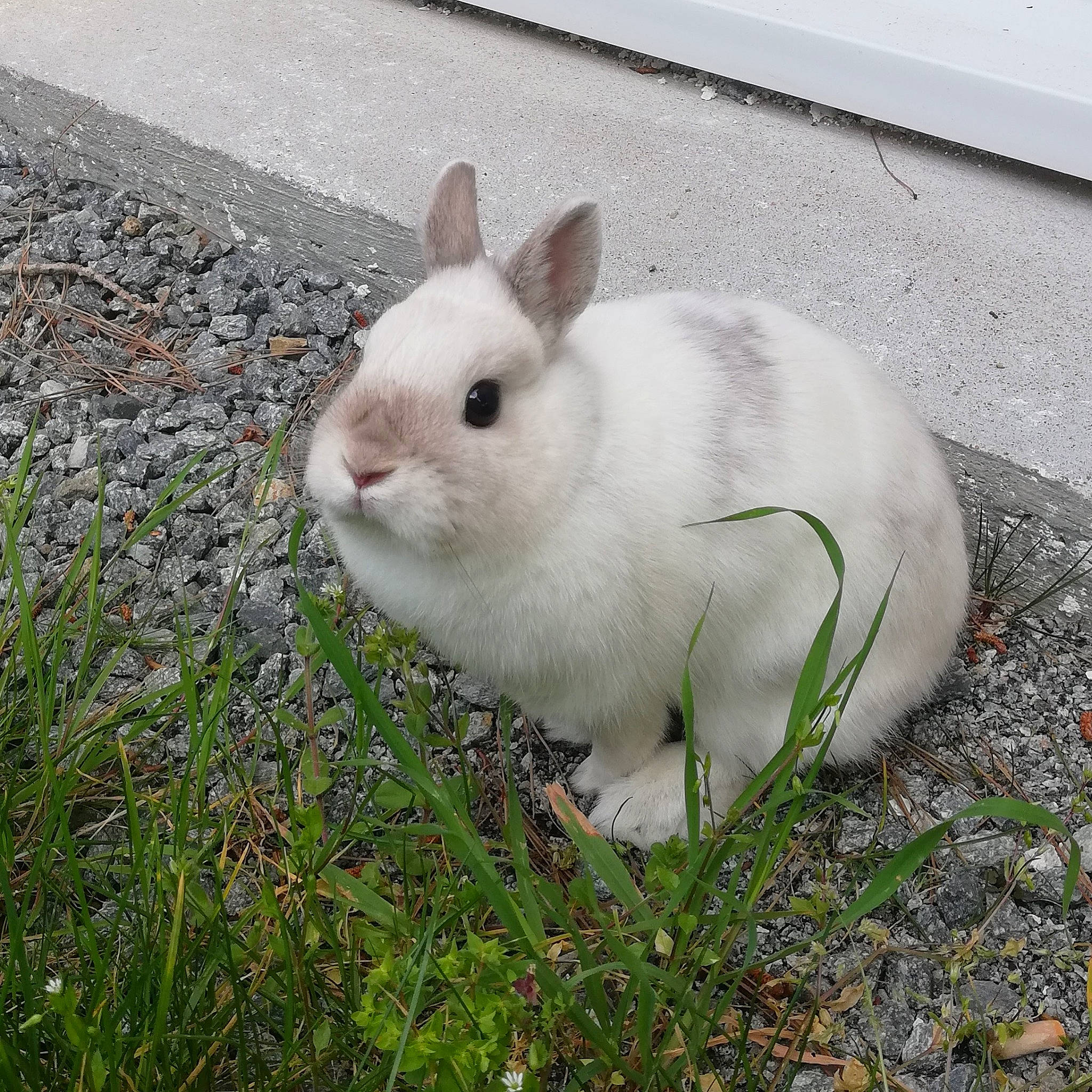 Plume participe au concours pour gagner de l'argent avec cette photo : domestic_rabbit, ear, fawn, fur, grass, hare, organism, plant, rabbit, rabbits_and_hares, skin, snout, snowshoe_hare, whiskers, wildlife