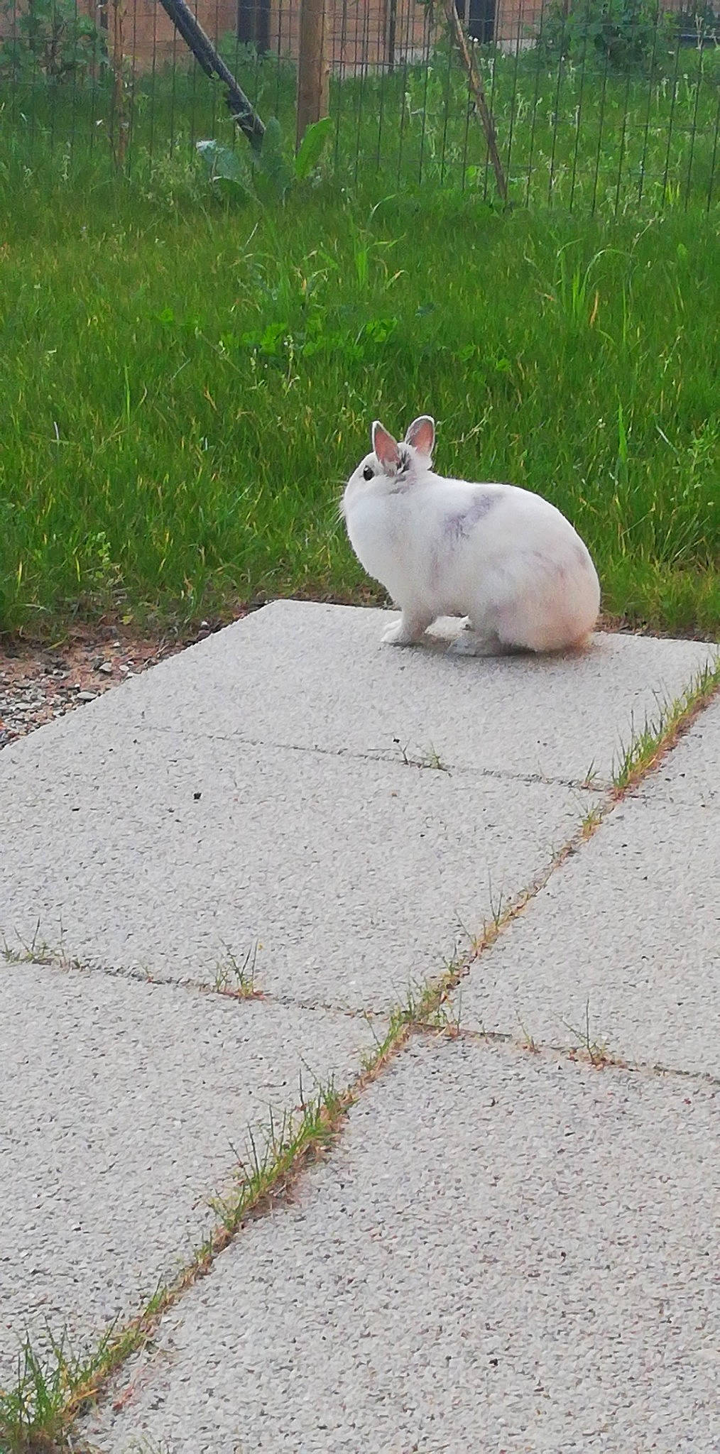 Plume participe au concours pour gagner de l'argent avec cette photo : asphalt, cat, domestic_rabbit, fawn, felidae, grass, rabbit, rabbits_and_hares, road_surface, tail, whiskers