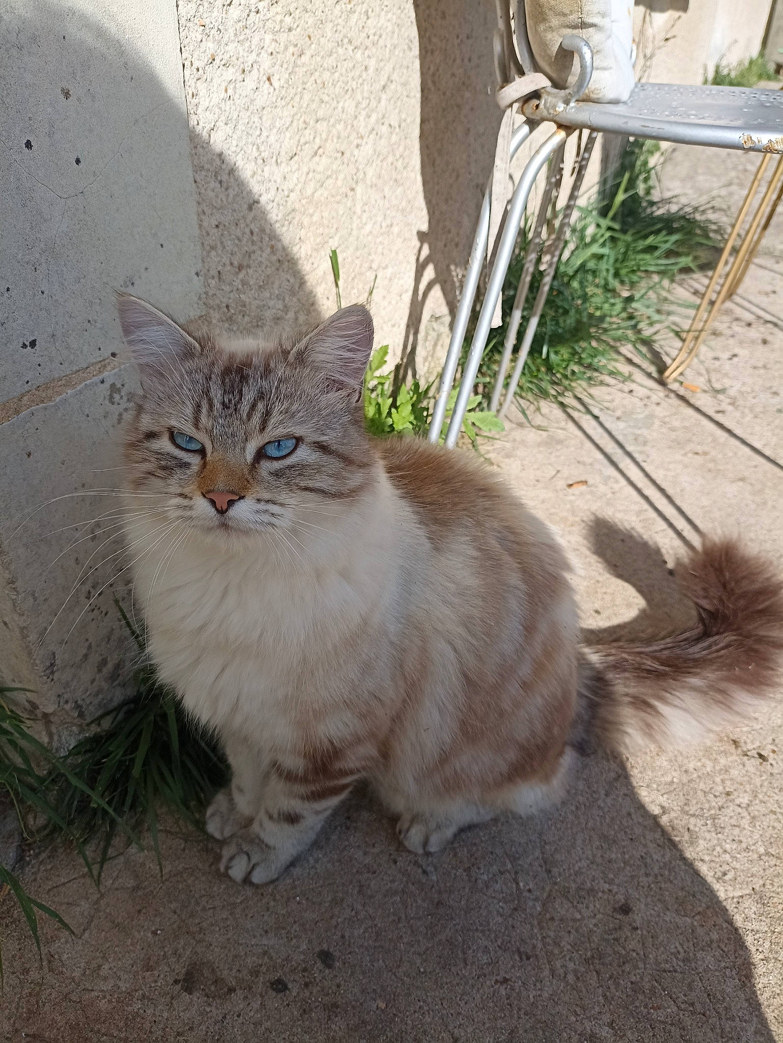 Tazz a rejoint le concours — aidez-le/la à gagner de superbes lots ! carnivore, cat, claw, domestic_short_haired_cat, fawn, felidae, fur, grass, paw, plant, road_surface, small_to_medium_sized_cats, soil, tail, terrestrial_animal, whiskers, window