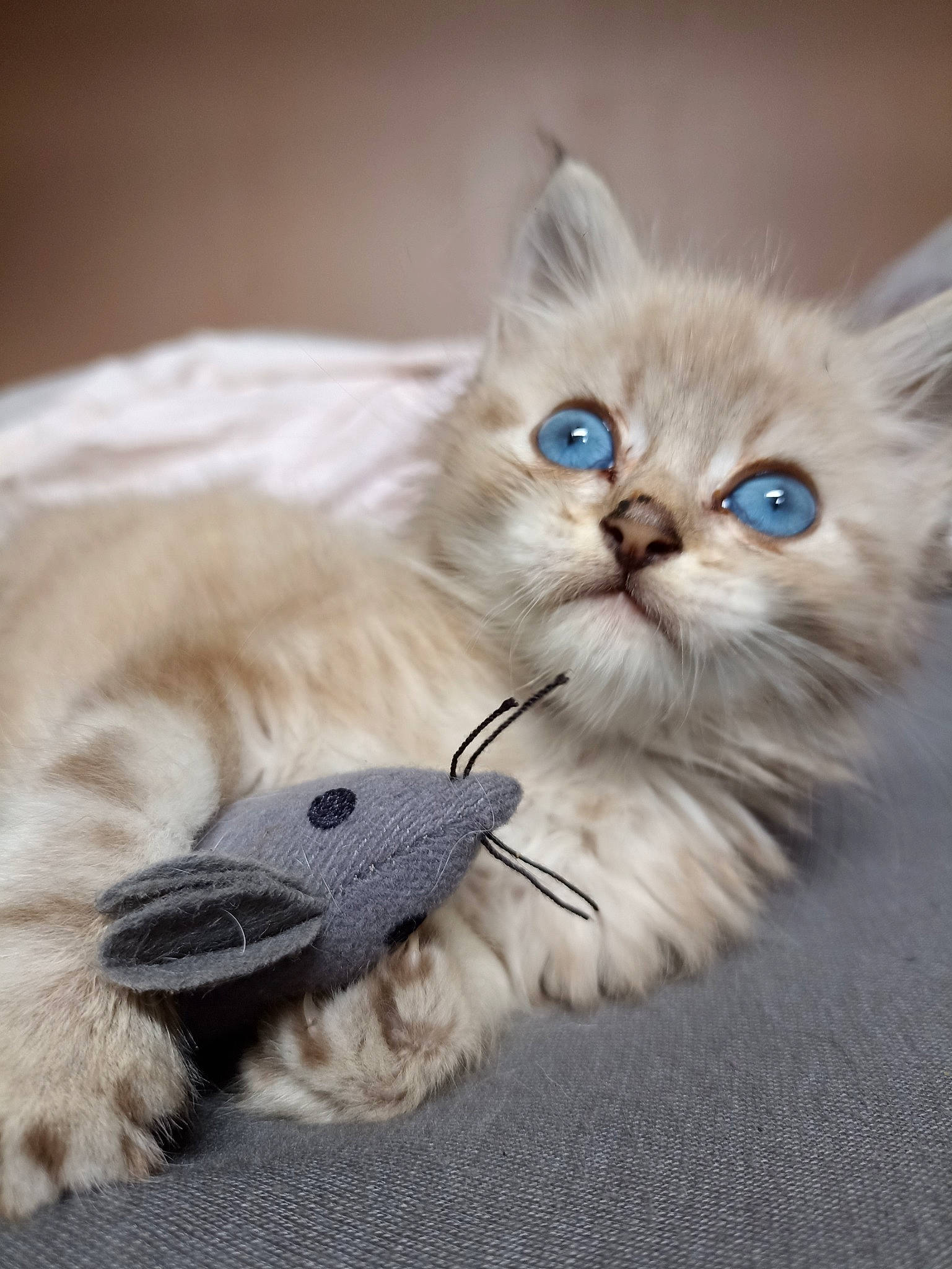 Tazz participe au concours pour gagner de l'argent avec cette photo : british_longhair, carnivore, cat, claw, comfort, companion_dog, electric_blue, fashion_accessory, fawn, felidae, fur, paw, persian, ragdoll, small_to_medium_sized_cats, snout, tail, terrestrial_animal, vertebrate, whiskers