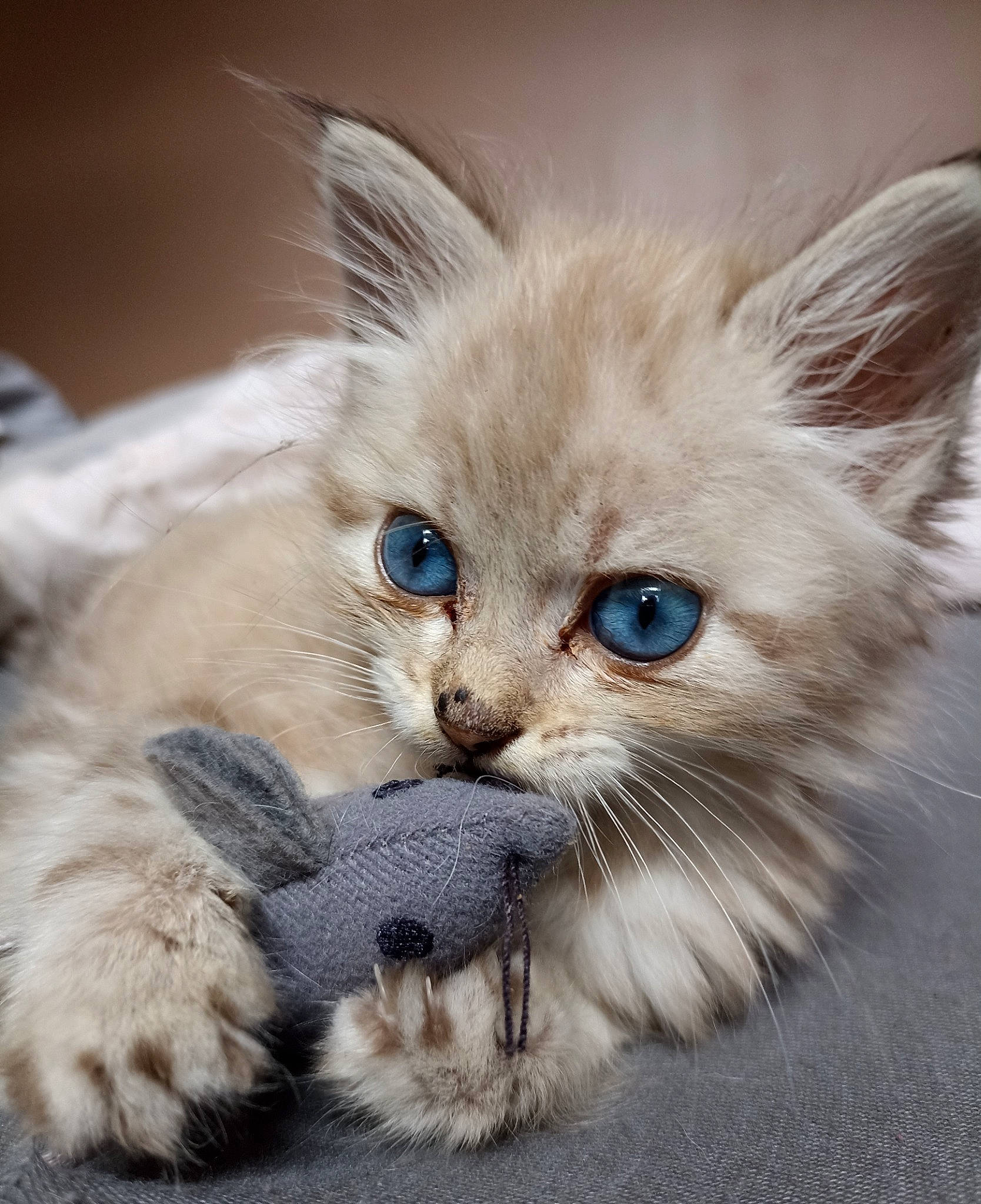 Tazz participe au concours pour gagner de l'argent avec cette photo : balinese, british_longhair, carnivore, cat, cat_supply, claw, ear, eye, fawn, felidae, fur, iris, paw, photo_caption, small_to_medium_sized_cats, snout, tail, terrestrial_animal, thai, whiskers