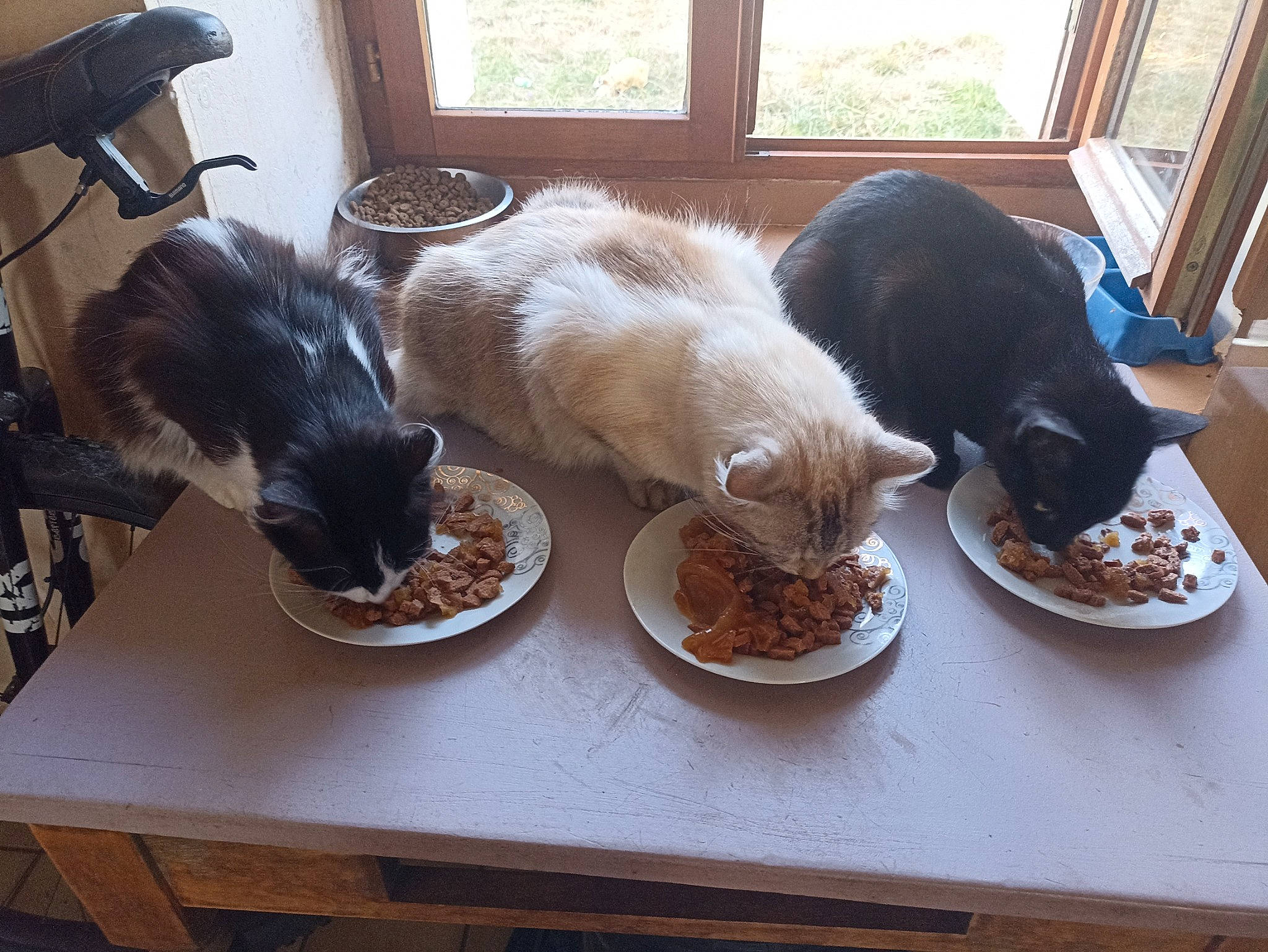 Tazz participe au concours pour gagner de l'argent avec cette photo : animal_feed, carnivore, cat, cat_supply, companion_dog, dishware, fawn, felidae, food, pet_food, plate, serveware, small_to_medium_sized_cats, sporting_group, table, tableware, tail, vertebrate, whiskers, window