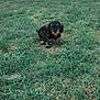 animal, black_dog, brown_dog, canine, curious, cute, dog, fur, grass, mammal, nature, outdoor, pet, puppy, small_dog, standing, tongue_out, walking, yard, young_dog