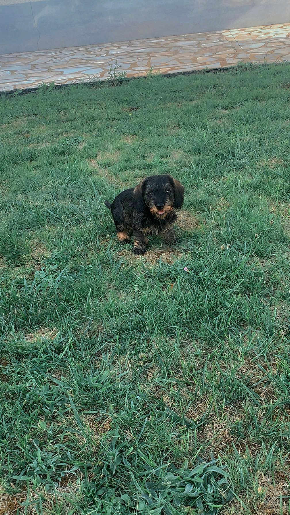 Asko