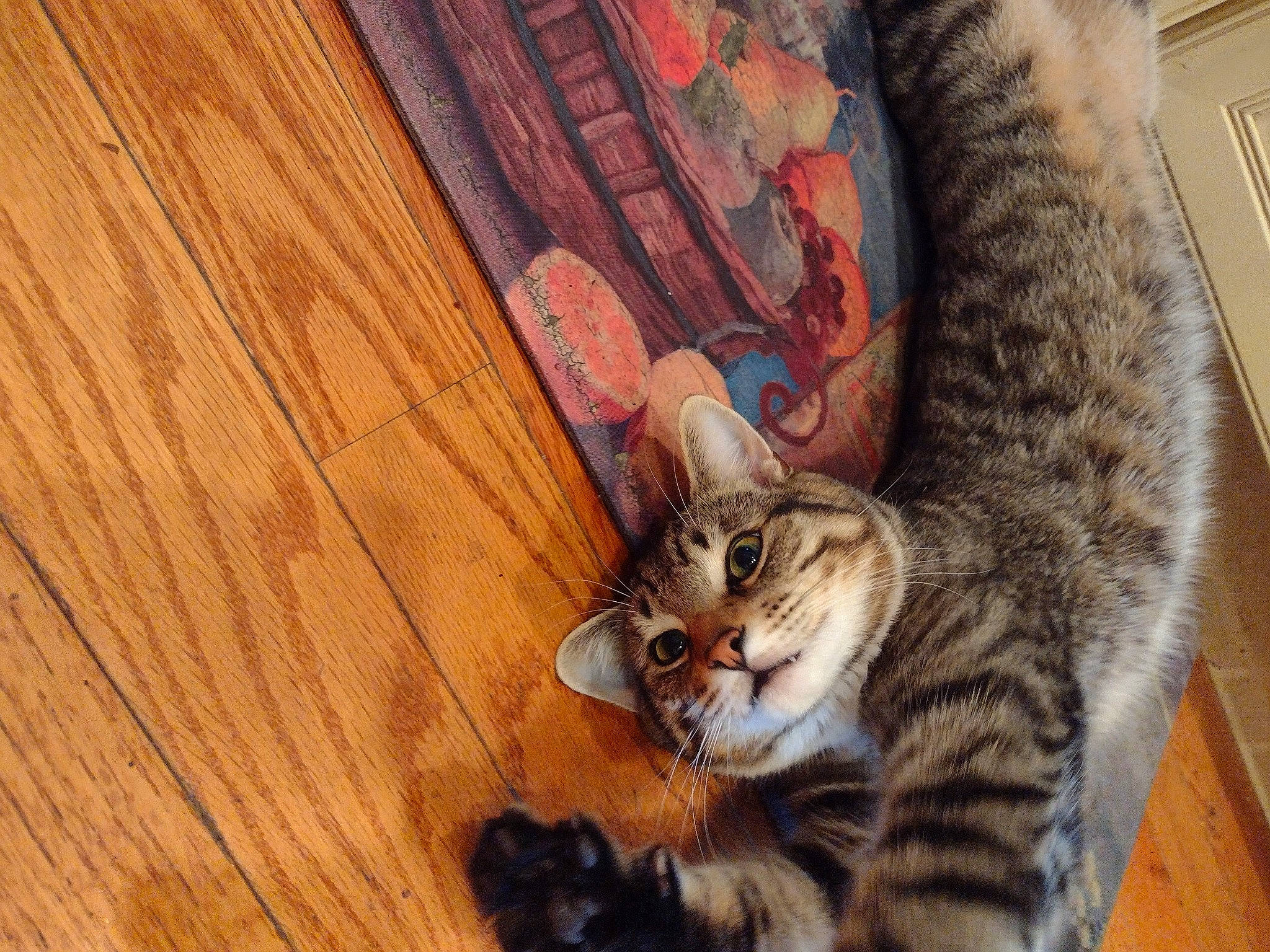 Rocky Rockstar Mae Phillips joined the competition — help win amazing prizes! carnivore, cat, comfort, domestic_short_haired_cat, door, felidae, flooring, fur, hardwood, pattern, paw, plank, plywood, small_to_medium_sized_cats, snout, tail, varnish, whiskers, wood, wood_stain