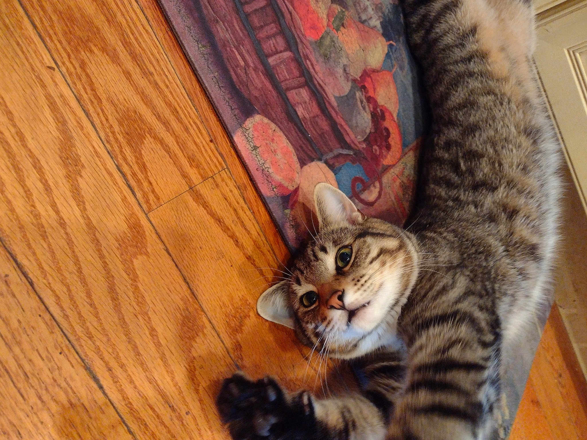 Rocky Rockstar Mae Phillips