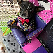 Meilee is registered to the contest to win money with this photo: animal, black_dog, blanket, bow, chair, chew_stick, cute, decorated_chair, dog, floor, furniture, indoor, paw_prints, pet, pet_gate, pink_chair, playful, purple_chair, scarf, small_dog
