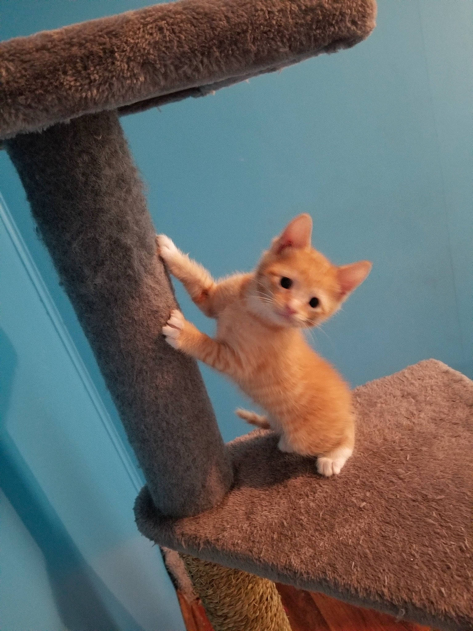 Ignis is registered to the contest to win money with this photo: carnivore, cat, colorpoint_shorthair, devon_rex, fawn, felidae, german_rex, kitten, mammal, small_to_medium_sized_cats, tail, turkish_angora, turkish_van, vertebrate, whiskers