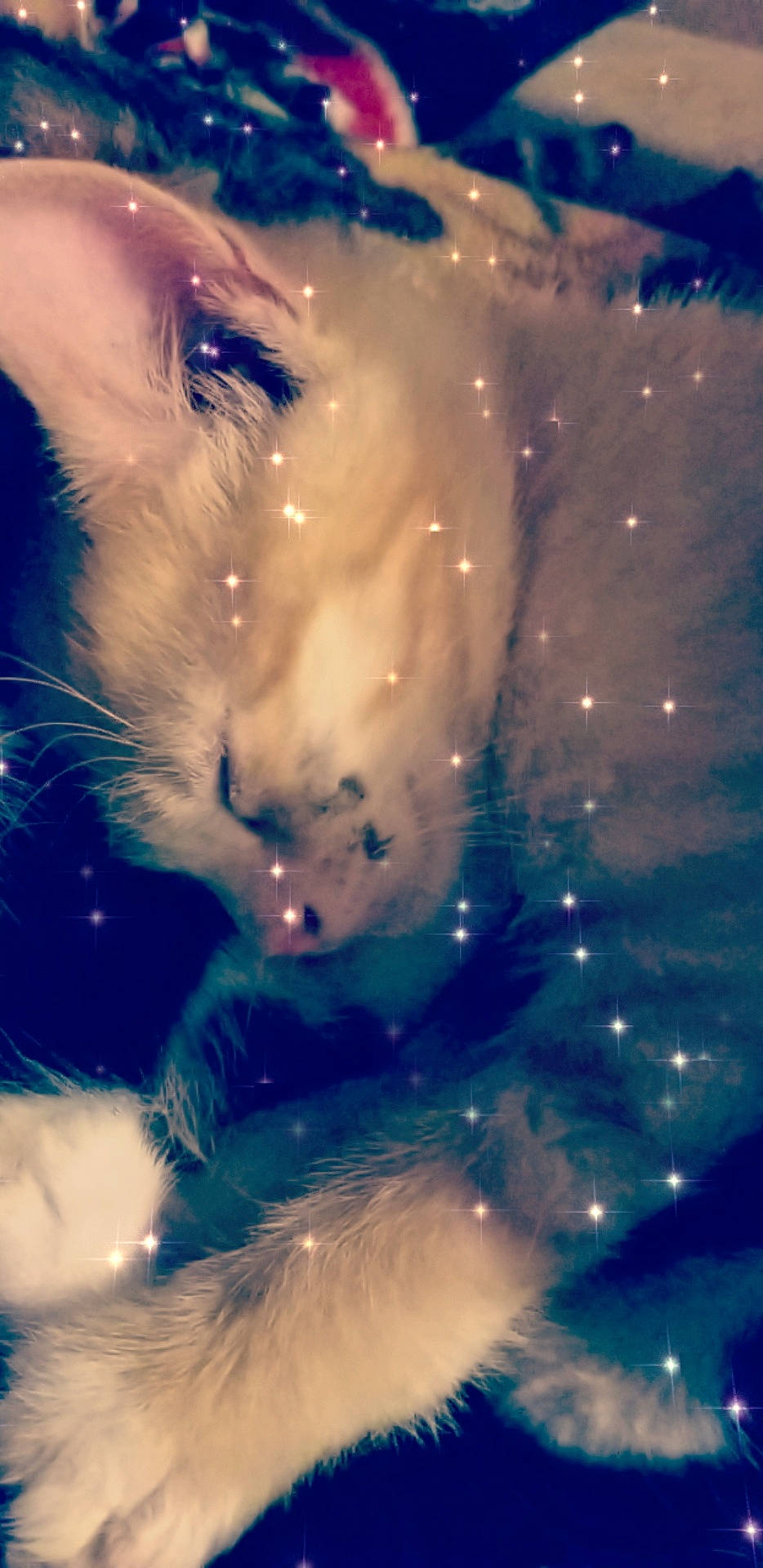 Ignis is registered to the contest to win money with this photo: canidae, cat, cloud, fur, sky, snout, whiskers