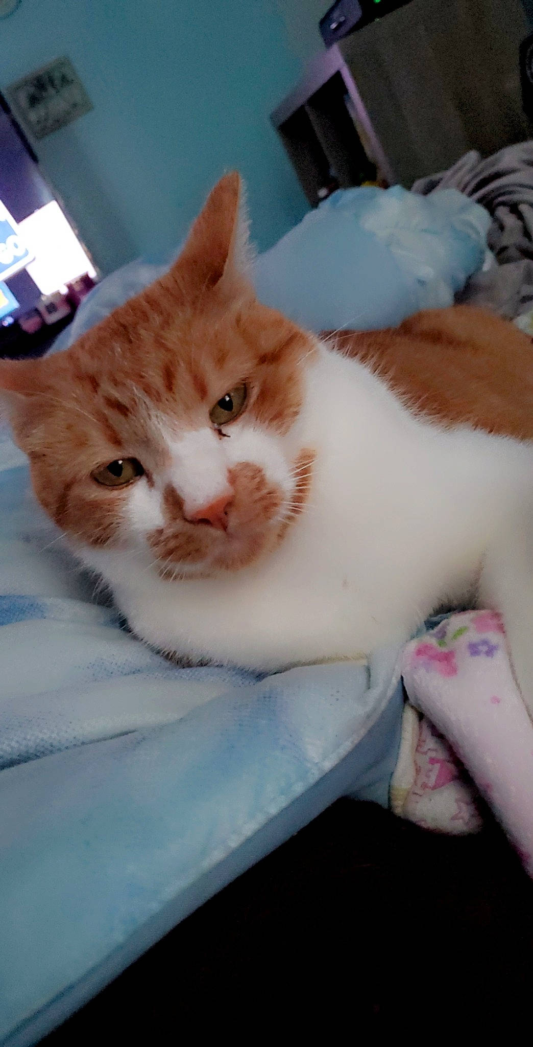 John joined the competition — help win amazing prizes! carnivore, cat, cat_supply, claw, comfort, domestic_short_haired_cat, fawn, felidae, fur, peach, pet_supply, small_to_medium_sized_cats, snout, tail, terrestrial_animal, whiskers