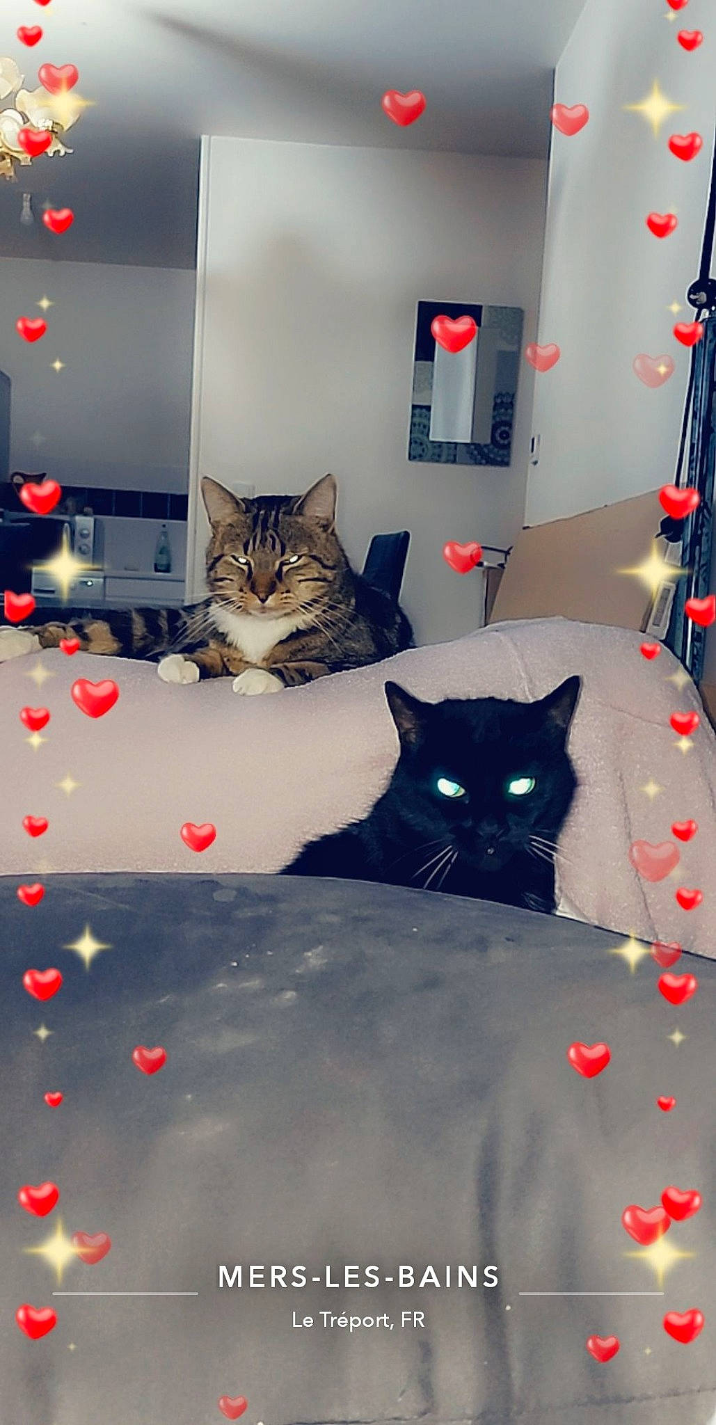 Moumoune a rejoint le concours — aidez-le/la à gagner de superbes lots ! bedding, carmine, carnivore, cat, domestic_short_haired_cat, event, felidae, flooring, fur, grey, interior_design, linens, pattern, room, shelf, small_to_medium_sized_cats, tail, textile, whiskers, winter