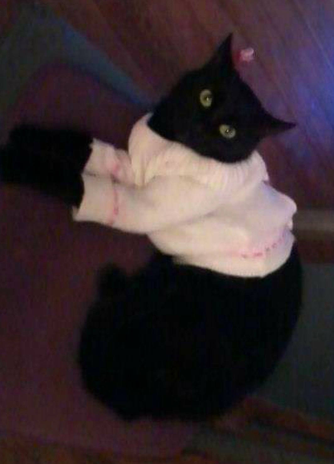 Moumoune participe au concours pour gagner de l'argent avec cette photo : black_cat, bombay, carnivore, cat, comfort, domestic_short_haired_cat, felidae, flooring, fur, hardwood, paw, small_to_medium_sized_cats, tail, whiskers, wood