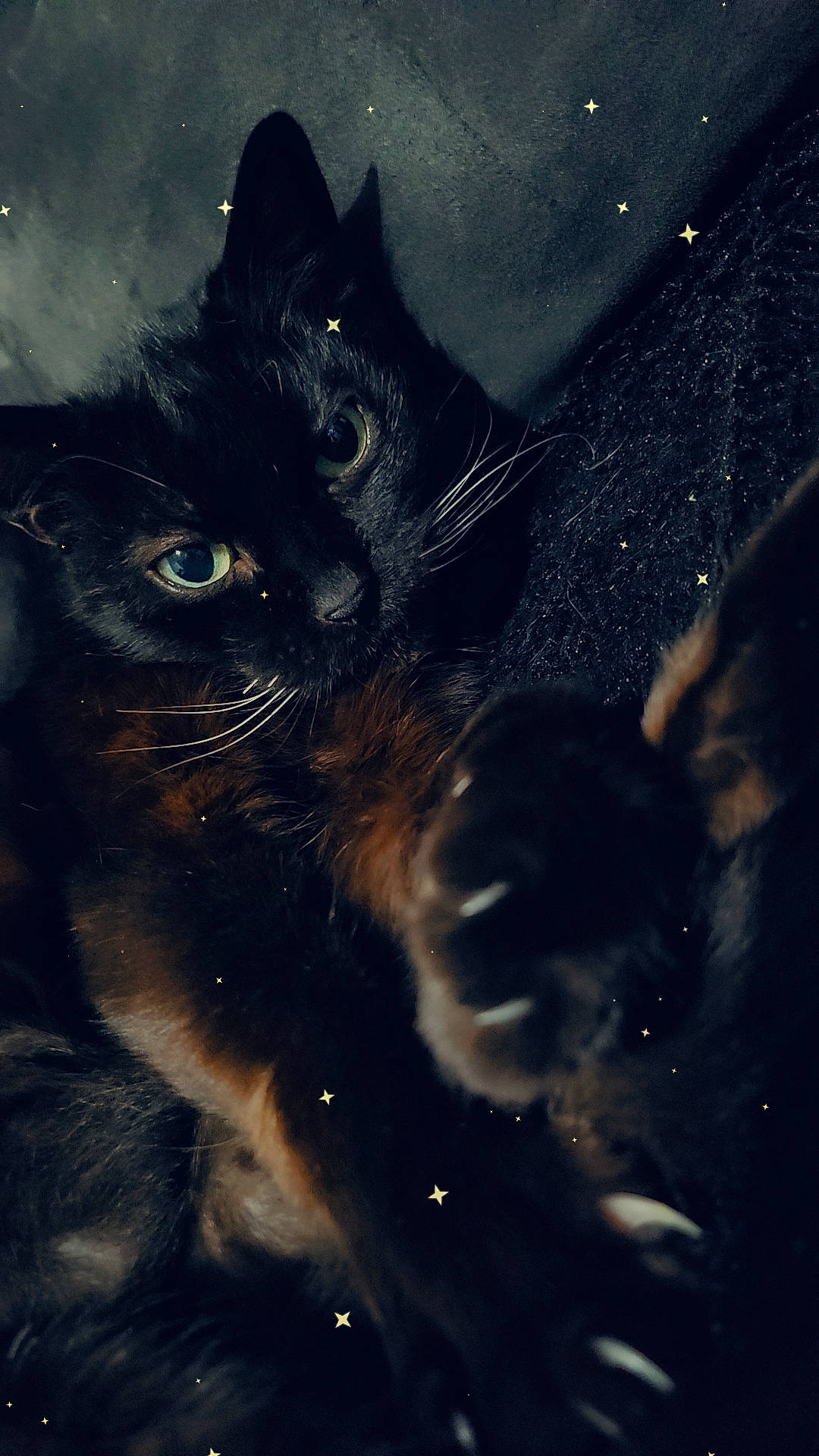 Moumoune participe au concours pour gagner de l'argent avec cette photo : black_cat, carnivore, cat, darkness, domestic_short_haired_cat, electric_blue, felidae, fur, meteorological_phenomenon, organism, plant, small_to_medium_sized_cats, snout, space, tail, terrestrial_animal, tints_and_shades, tree, whiskers, window