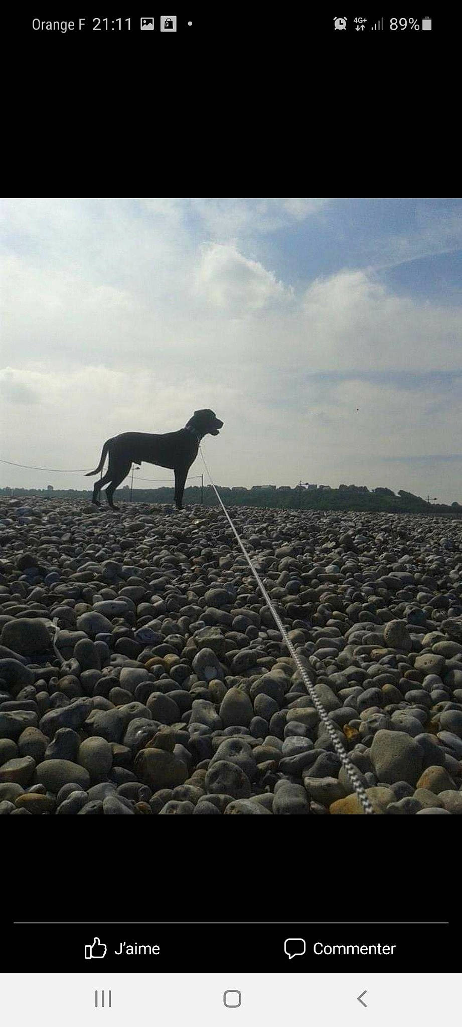 Angel a rejoint le concours — aidez-le/la à gagner de superbes lots ! art, calm, carnivore, cloud, cobblestone, dog, dog_breed, horizon, landscape, monochrome, monochrome_photography, monument, pebble, rock, sculpture, shadow, sky, sporting_group, tail, wood