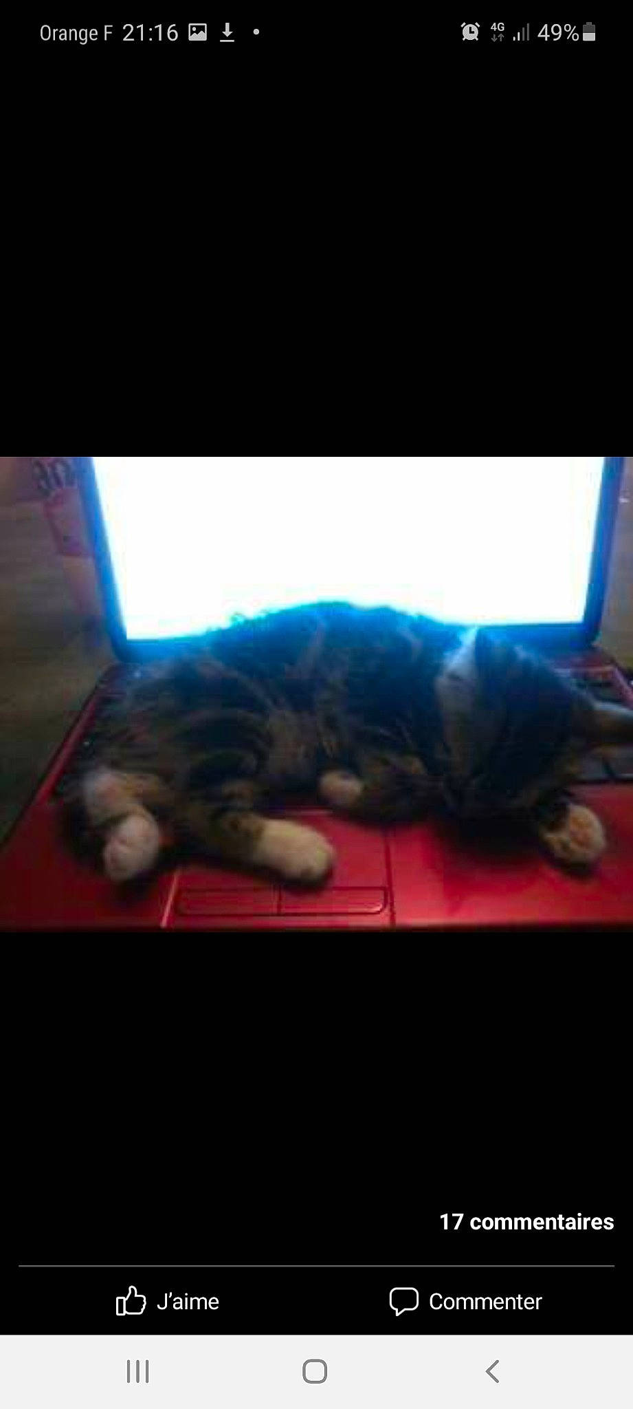 Bouba a rejoint le concours — aidez-le/la à gagner de superbes lots ! carnivore, cat, cloud, comfort, computer, darkness, domestic_short_haired_cat, electric_blue, electronic_device, felidae, flooring, fur, laptop, paw, personal_computer, sky, small_to_medium_sized_cats, tail, whiskers, wood