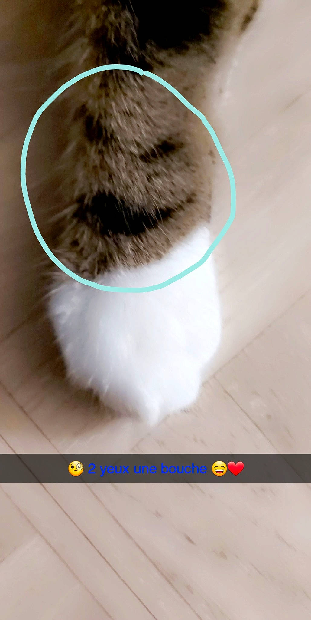 Bouba participe au concours pour gagner de l'argent avec cette photo : brush, carnivore, cat, cat_toy, claw, domestic_short_haired_cat, fawn, felidae, flooring, font, foot, fur, household_cleaning_supply, mouse, paw, rodent, small_to_medium_sized_cats, snout, tail, whiskers