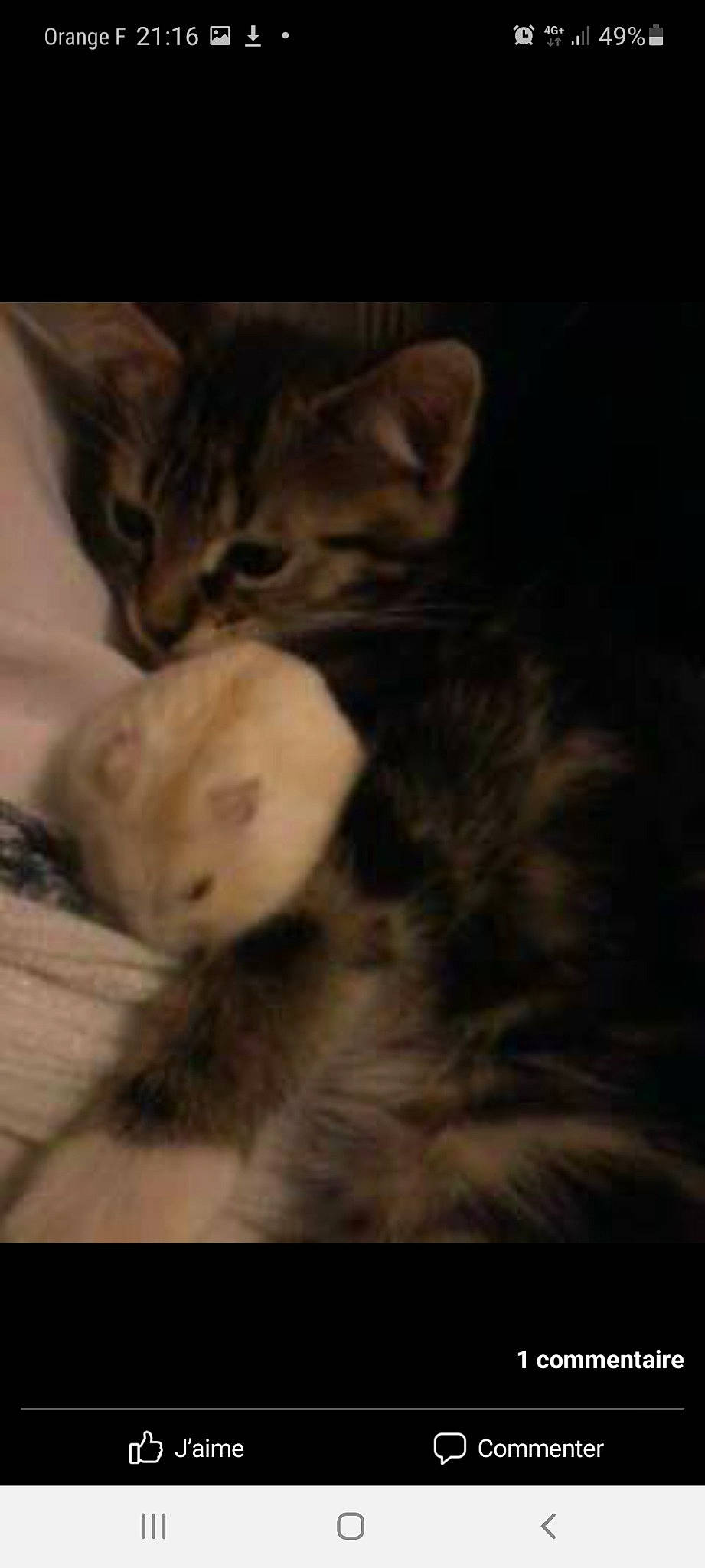 Bouba a rejoint le concours — aidez-le/la à gagner de superbes lots ! carnivore, cat, claw, cloud, comfort, darkness, domestic_short_haired_cat, fawn, felidae, fur, paw, small_to_medium_sized_cats, snout, tail, whiskers