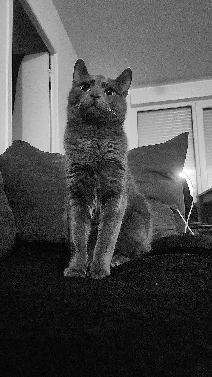 éyaël a rejoint le concours — aidez-le/la à gagner de superbes lots ! black_and_white, black_cat, carnivore, cat, comfort, domestic_short_haired_cat, felidae, fur, grey, monochrome, monochrome_photography, room, russian_blue, sitting, small_to_medium_sized_cats, snout, style, tail, tints_and_shades, whiskers