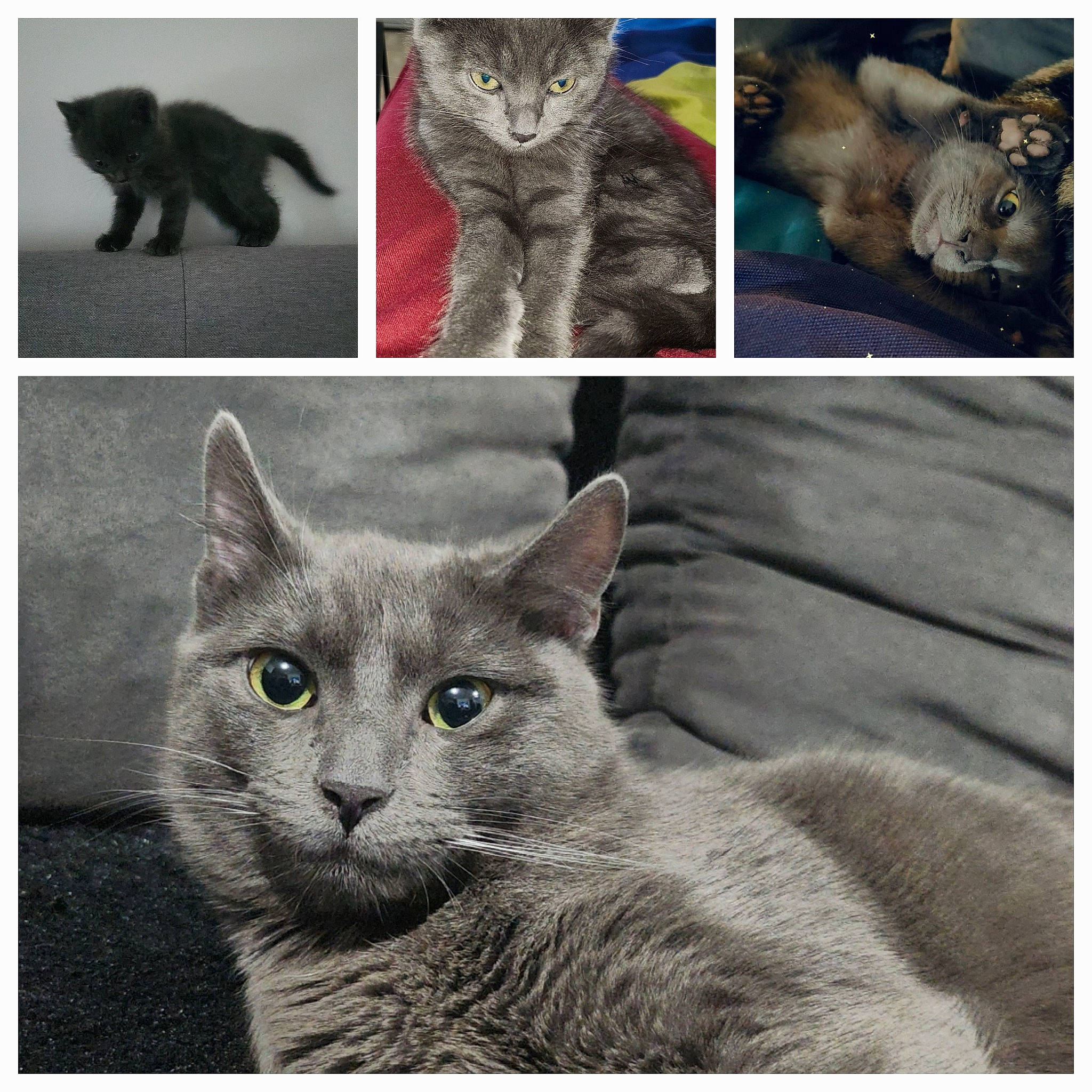 éyaël a rejoint le concours — aidez-le/la à gagner de superbes lots ! art, carnivore, cat, domestic_short_haired_cat, felidae, font, fur, grey, illustration, mammal, organism, photo_caption, photography, russian_blue, small_to_medium_sized_cats, snout, vertebrate, whiskers, wildlife, window