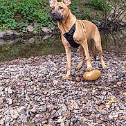 Bingo participe au concours pour gagner de l'argent avec cette photo : dog, animal, outdoor, riverbank, rocks, water, greenery, harness, pet, nature, standing, alert, fur, ears_up, canine, alone, daylight, wildlife, scenery, ground