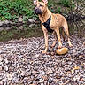 dog, animal, outdoor, riverbank, rocks, water, greenery, harness, pet, nature, standing, alert, fur, ears_up, canine, alone, daylight, wildlife, scenery, ground