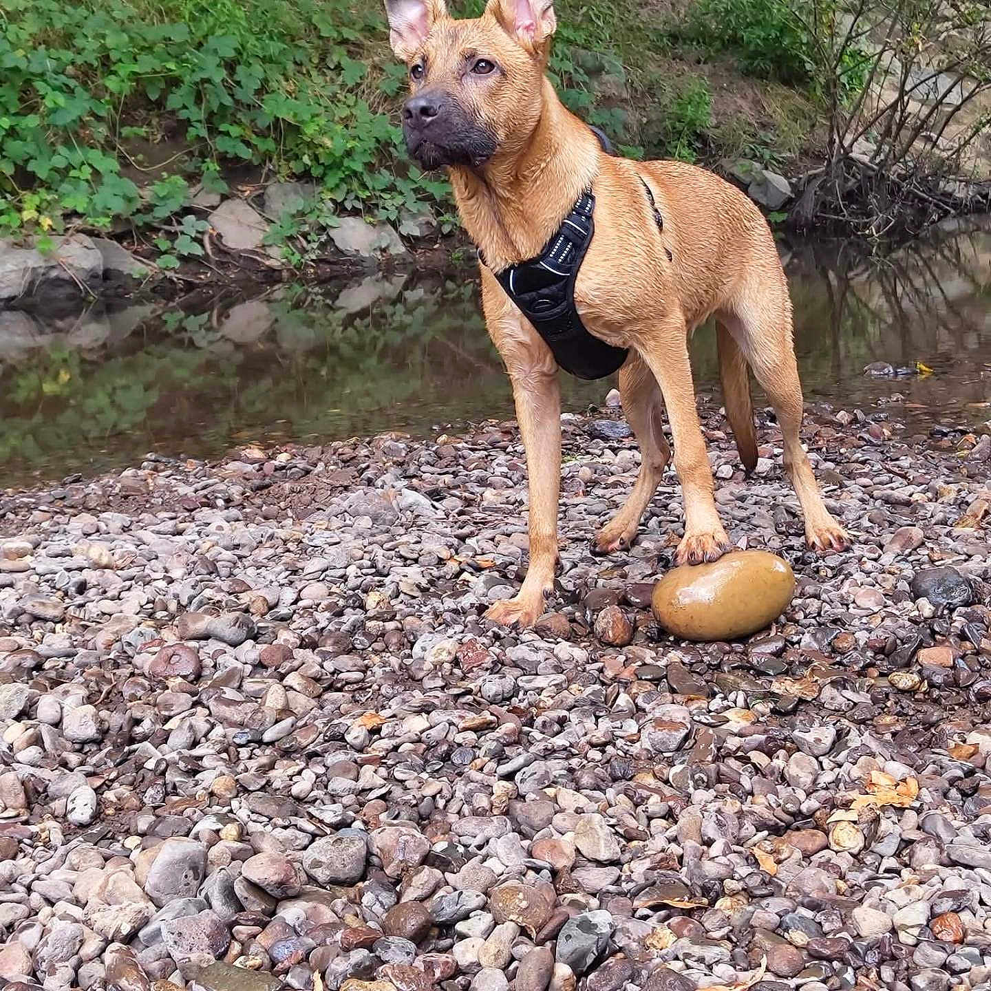 Bingo participe au concours pour gagner de l'argent avec cette photo : dog, animal, outdoor, riverbank, rocks, water, greenery, harness, pet, nature, standing, alert, fur, ears_up, canine, alone, daylight, wildlife, scenery, ground