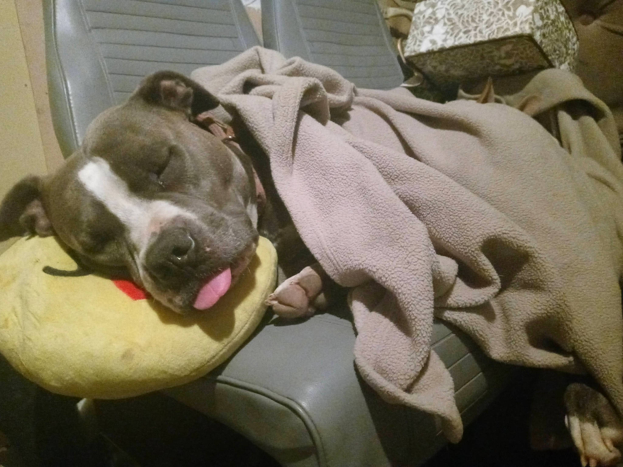 Boss joined the competition — help win amazing prizes! carnivore, collar, comfort, companion_dog, dog, dog_breed, dog_supply, ear, fawn, guard_dog, nap, non_sporting_group, paw, snout, sporting_group, whiskers, working_animal