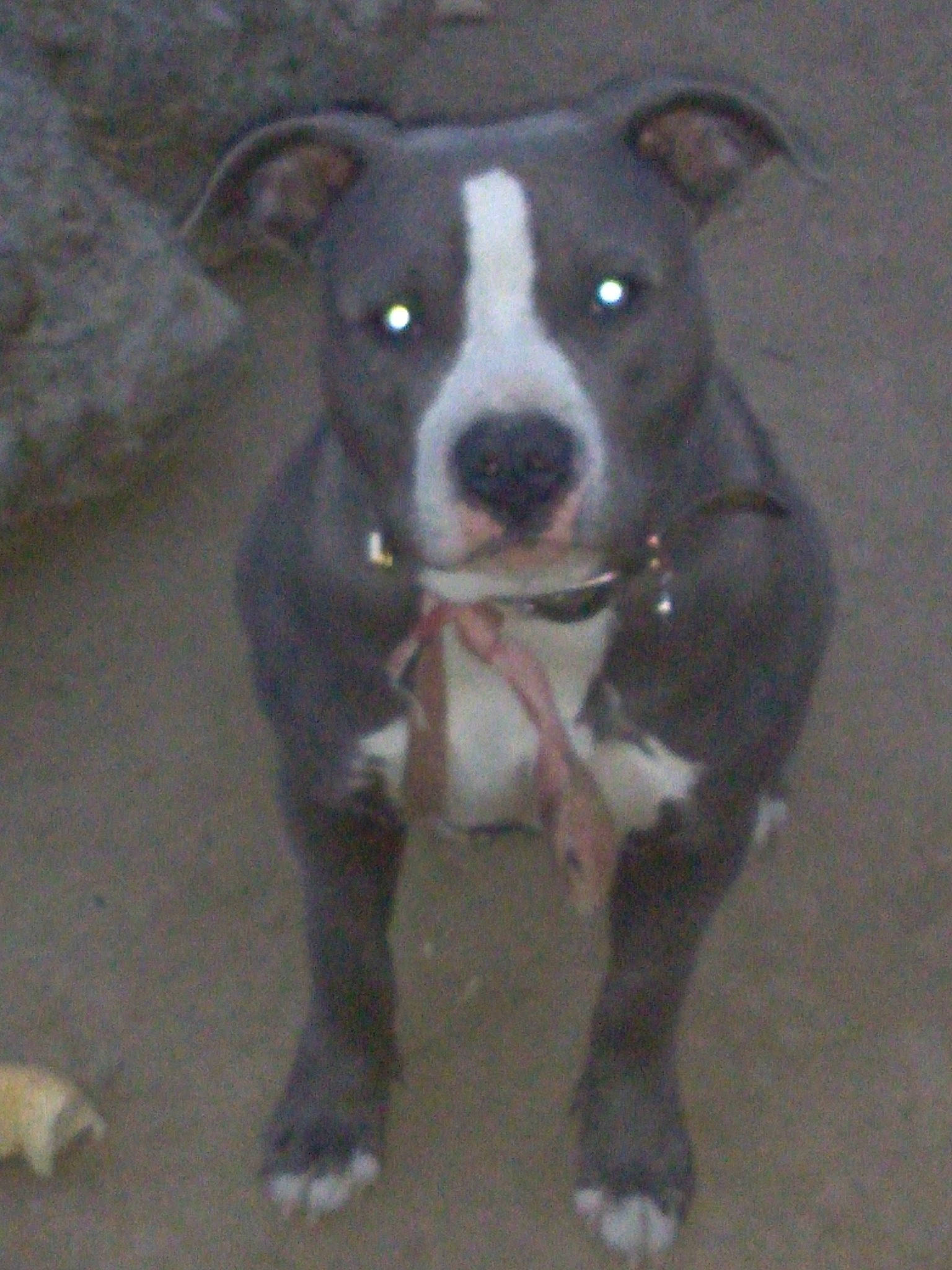 Boss joined the competition — help win amazing prizes! borador, boston_terrier, canidae, carnivore, collar, companion_dog, dog, dog_breed, dog_collar, fawn, fender, fur, non_sporting_group, sporting_group, tail, whiskers, working_animal, working_dog