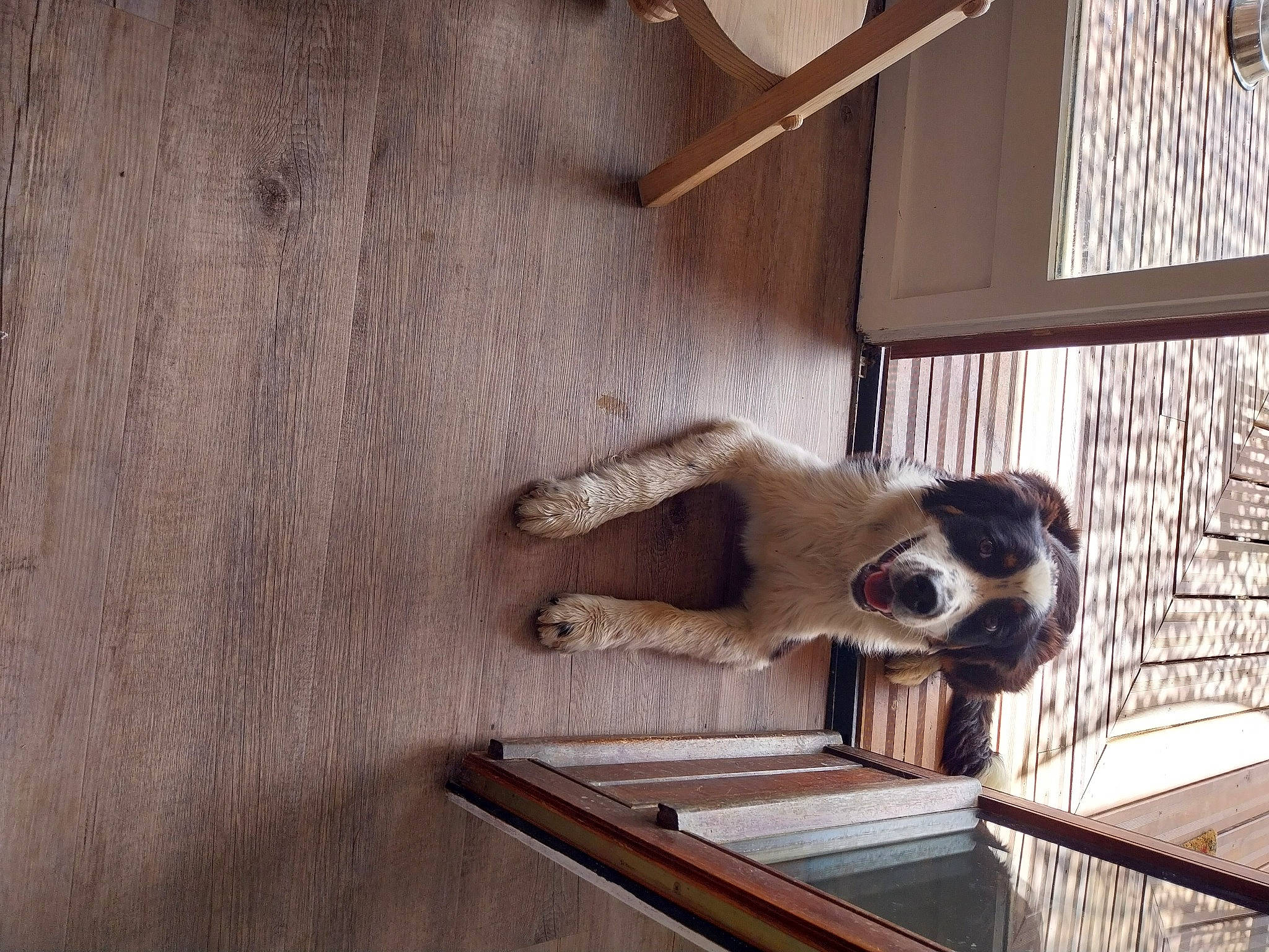 Tex participe au concours pour gagner de l'argent avec cette photo : art, carnivore, door, fawn, fur, hardwood, house, human_leg, metal, plank, plywood, room, sporting_group, table, tail, terrestrial_animal, tree, window, wood, wood_stain