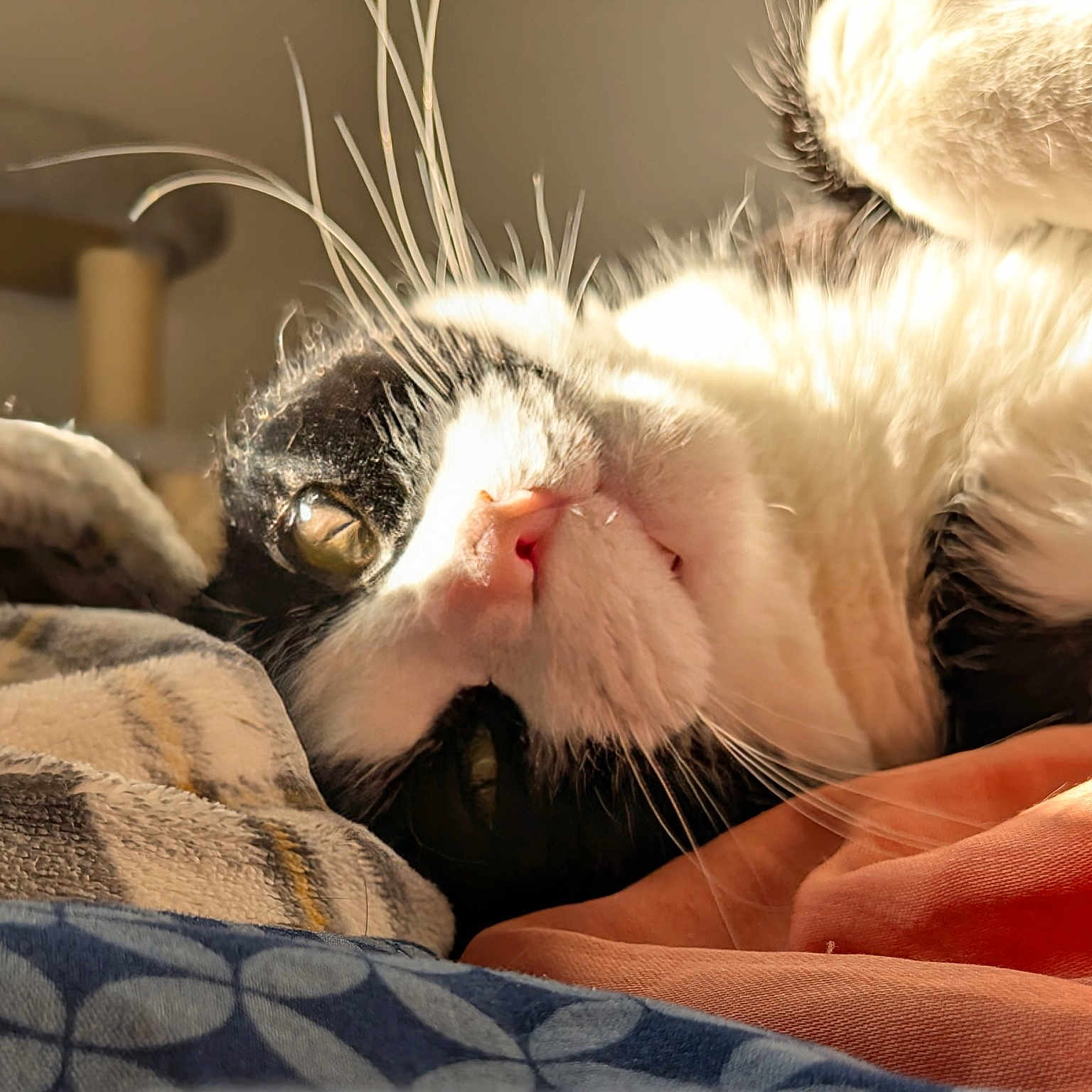 George Lucas joined the competition — help win amazing prizes! animal, bedspread, black_and_white, cat, close_up, comfort, cozy, cute, domestic, feline, fur, indoor, nap, pet, relaxed, resting, sleepy, soft, sunlight, whiskers