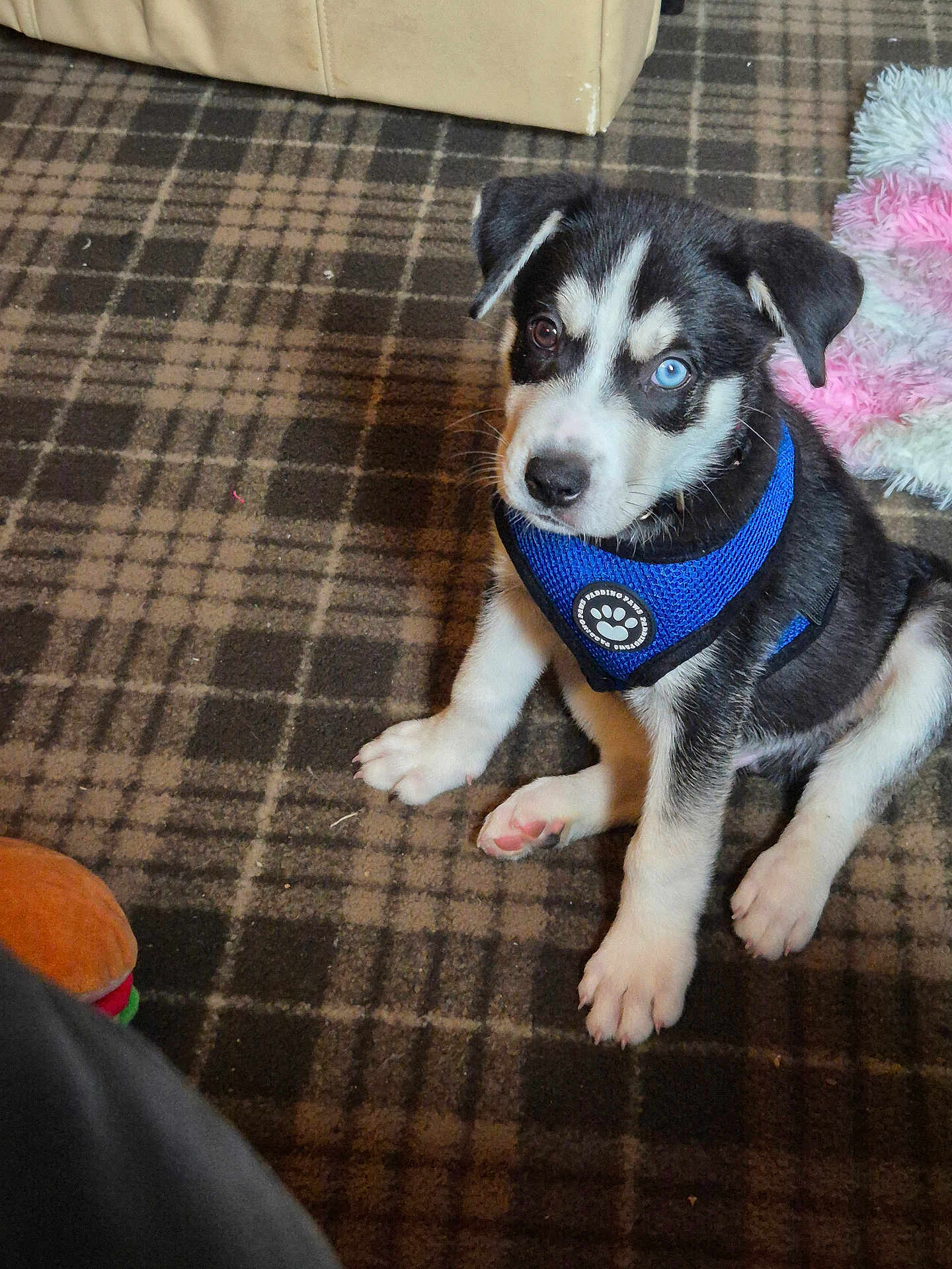 Loki