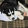 Loki is registered to the contest to win money with this photo: puppy, dog, sleeping, sock, carpet, plaid, black_and_white, pet, animal, indoor, cozy, paw, fur, resting, cute, young, collar, domestic, canine, soft